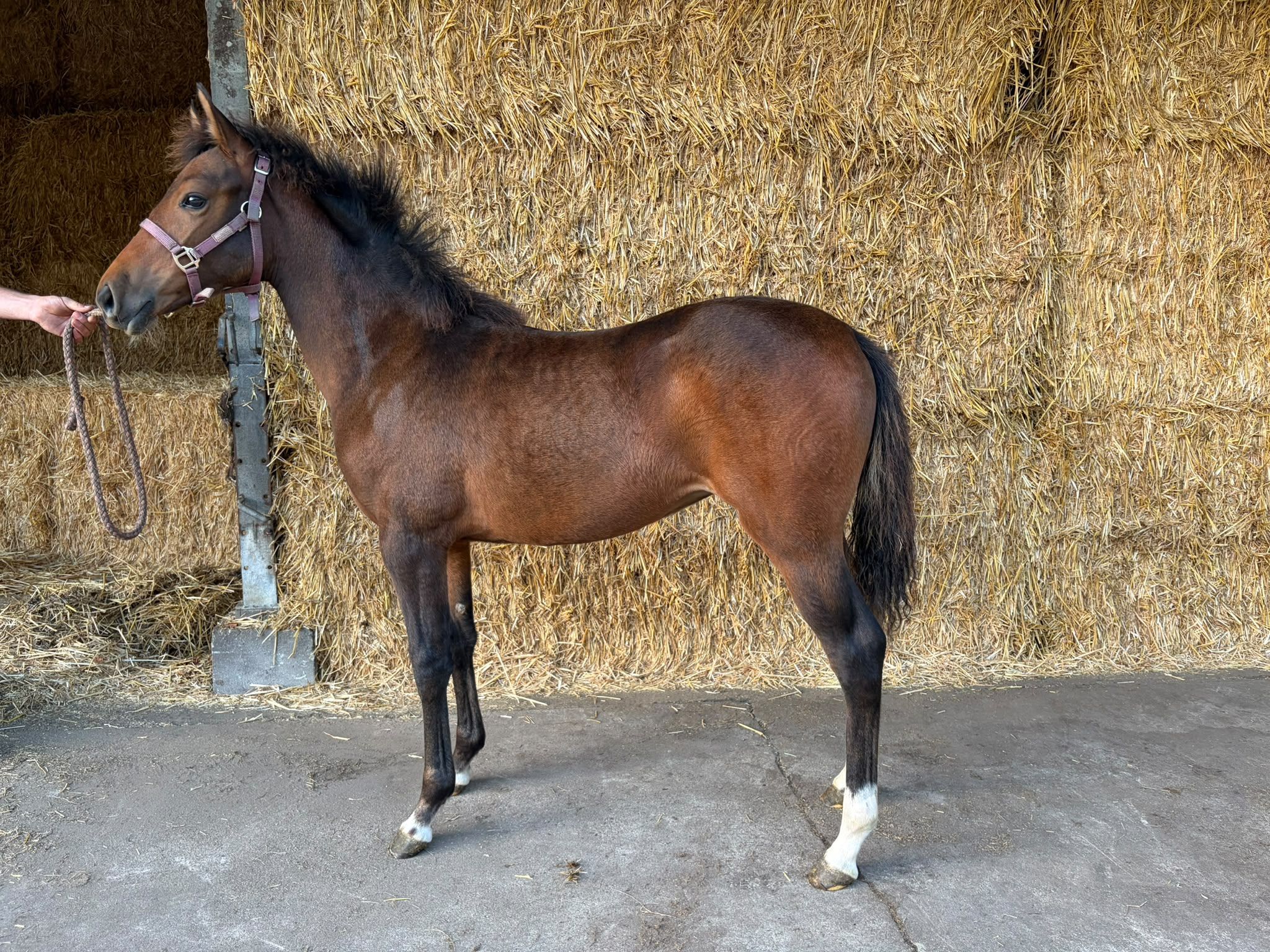 bwp allround-pony merrie 0 years old bruin for sale - Photo 5