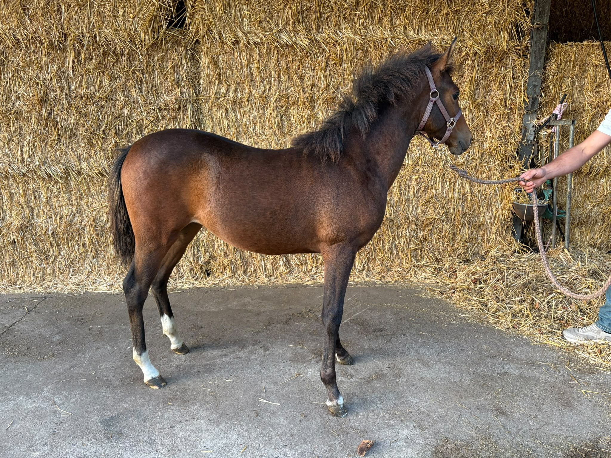 bwp allround-pony merrie 0 years old bruin for sale - Photo 6