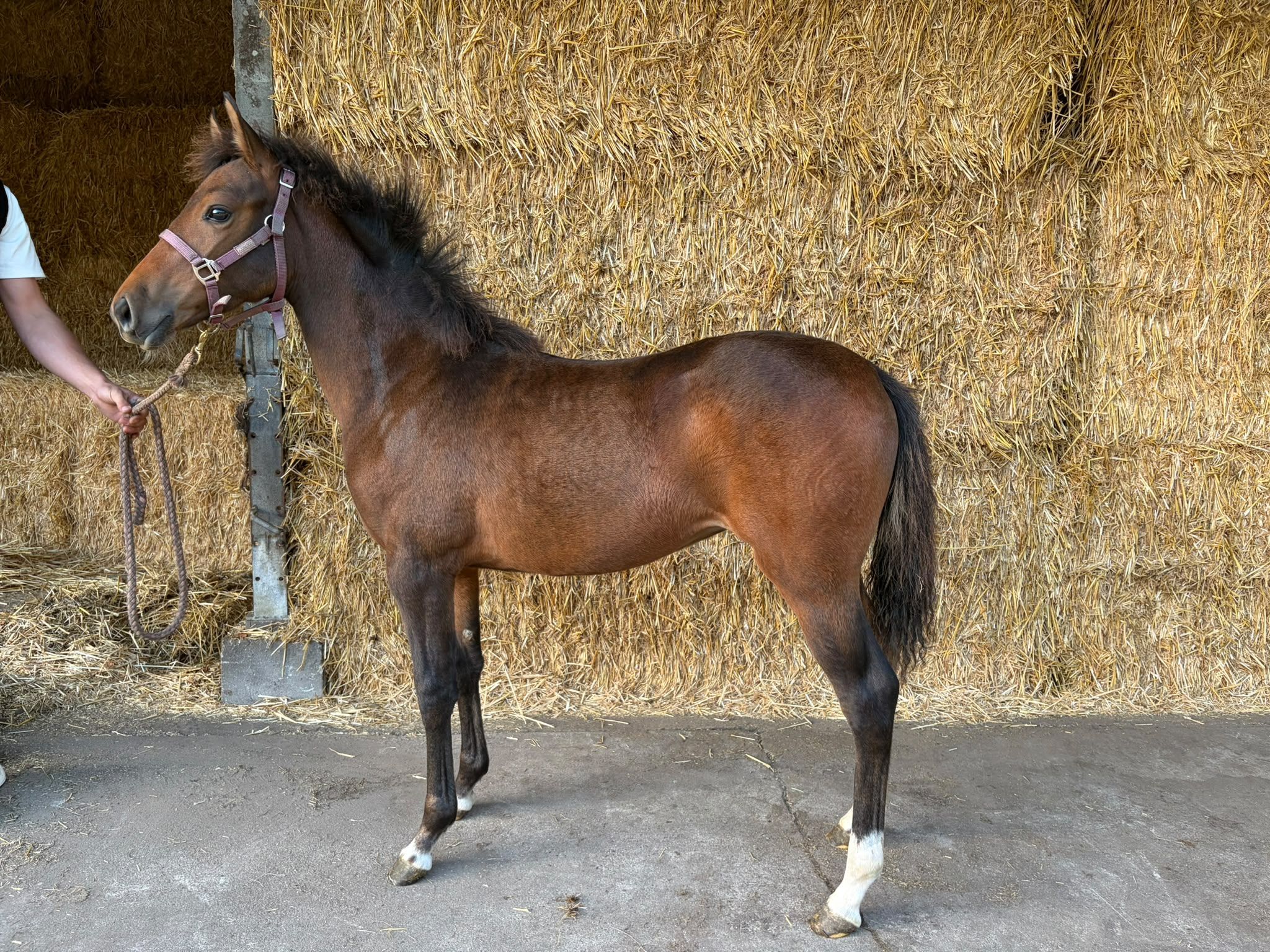 bwp allround-pony merrie 0 years old bruin for sale - Photo 3