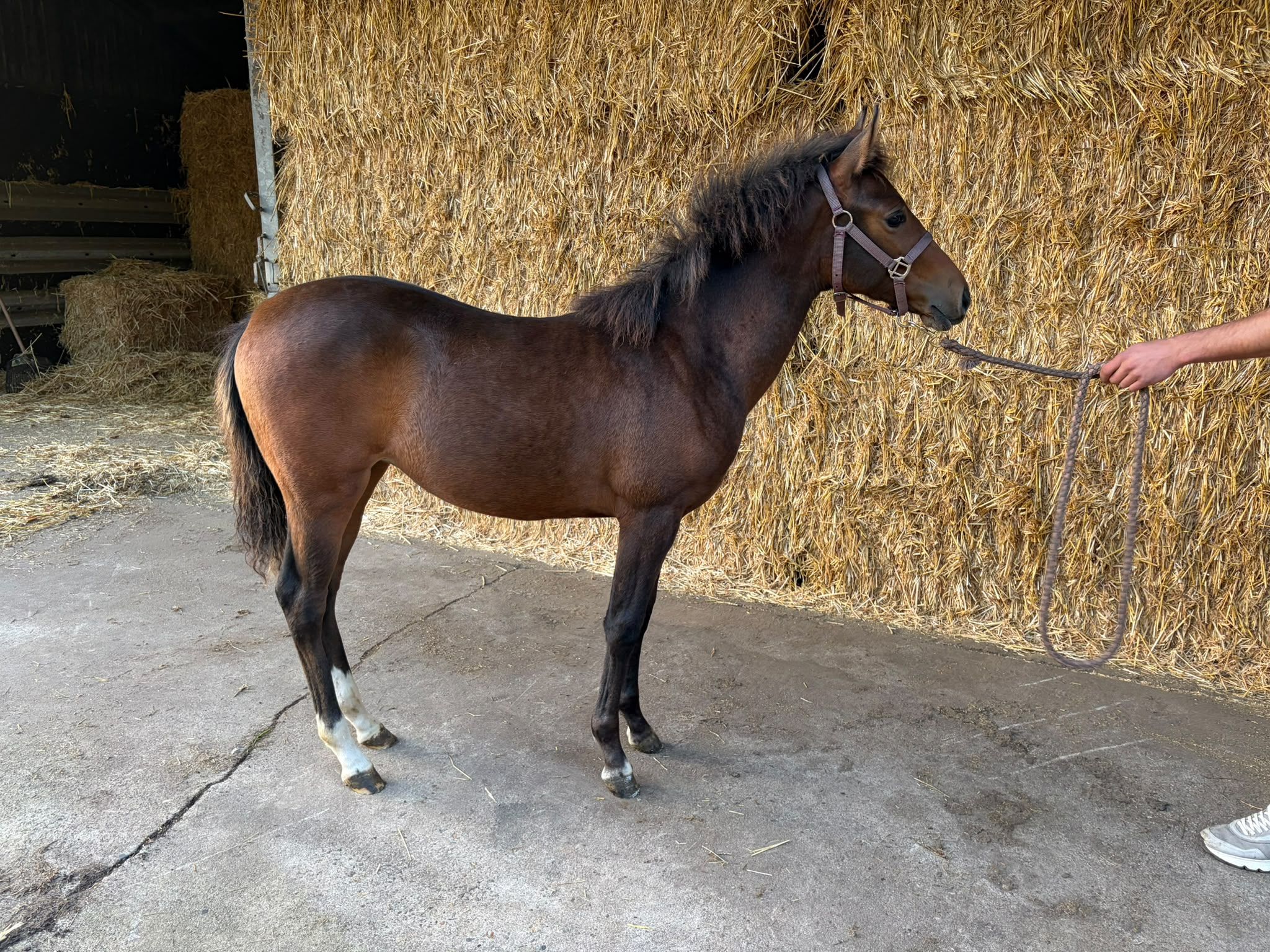 bwp allround-pony merrie 0 years old bruin for sale - Photo 2
