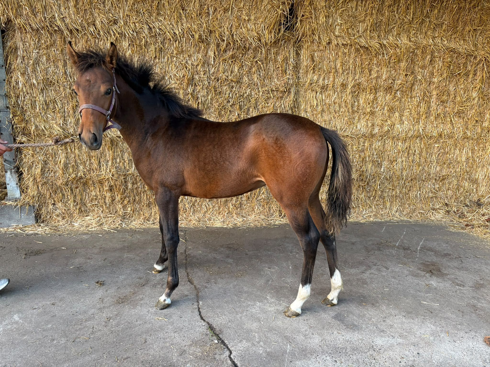 bwp allround-pony merrie 0 years old bruin for sale - Photo 4