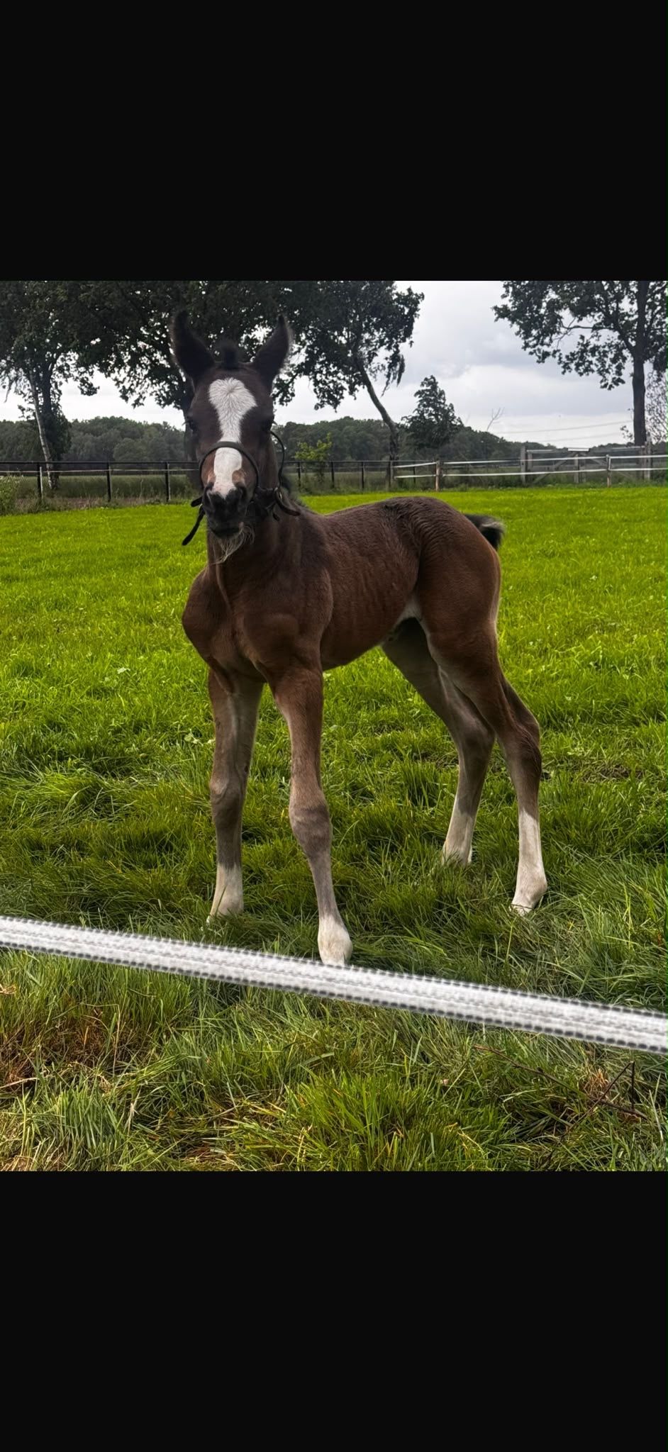 tuigpaard merrie 0 jaar donkerbruin te koop - Foto 6