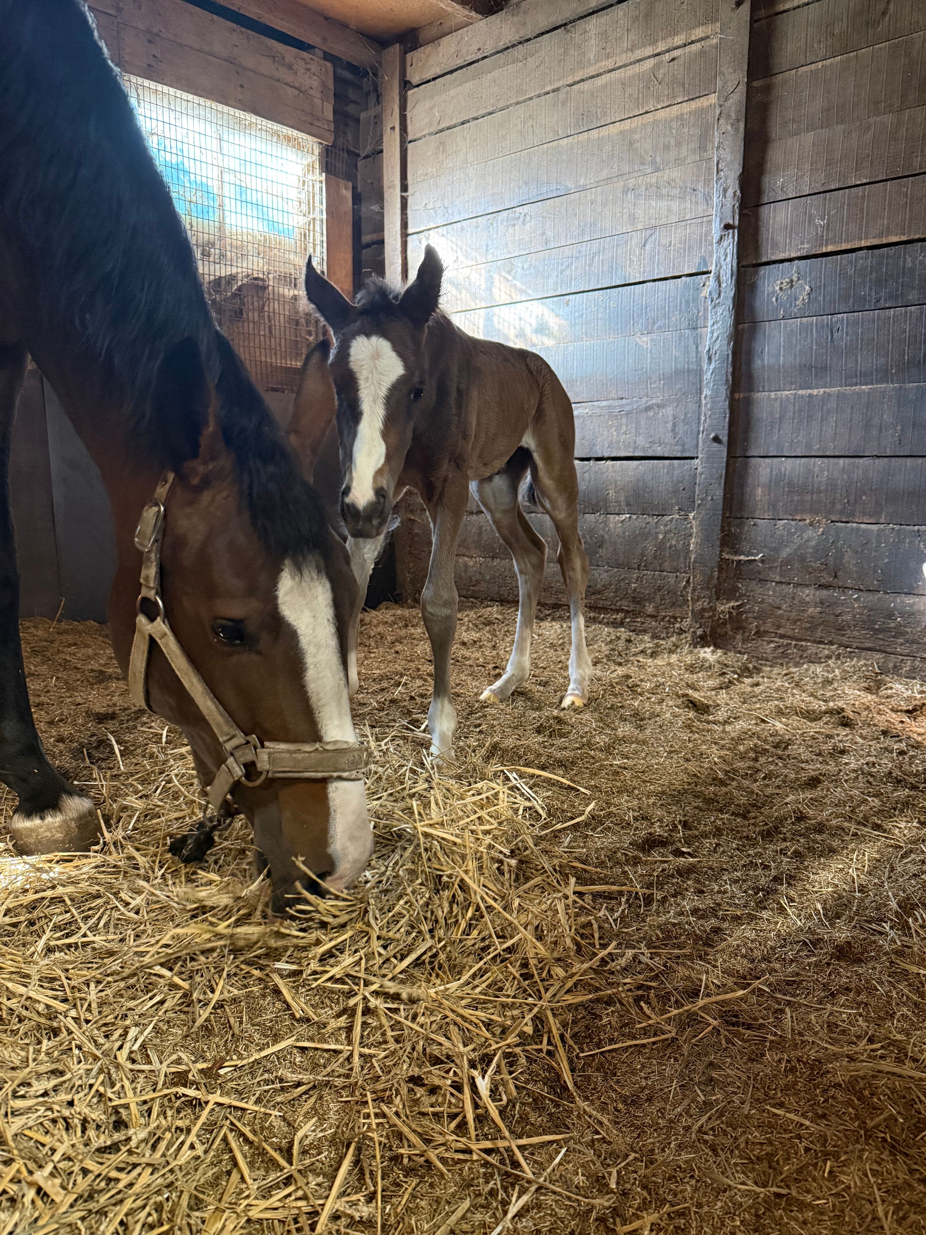 tuigpaard merrie 0 jaar donkerbruin te koop - Foto 4