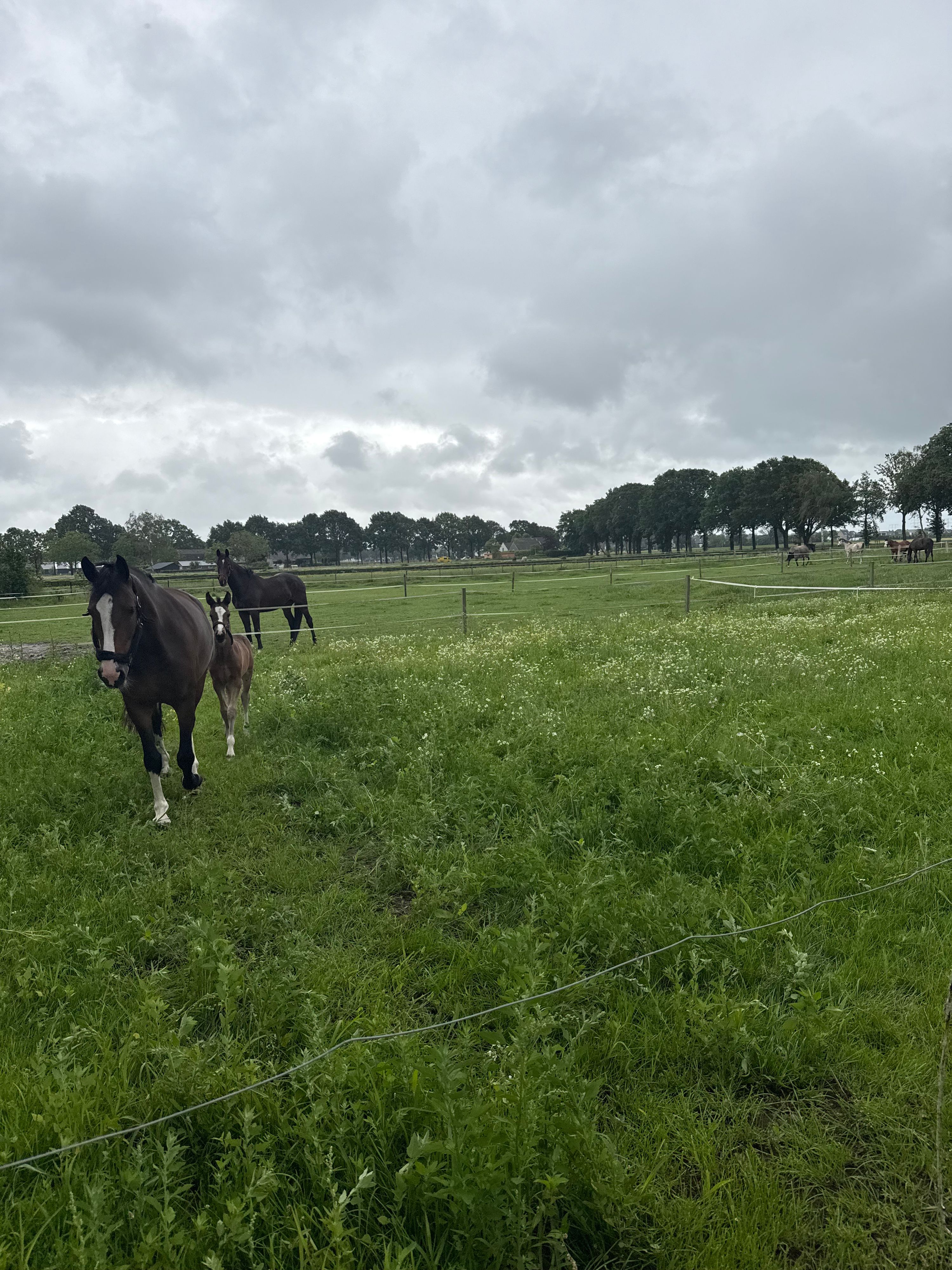tuigpaard merrie 0 jaar donkerbruin te koop - Foto 5