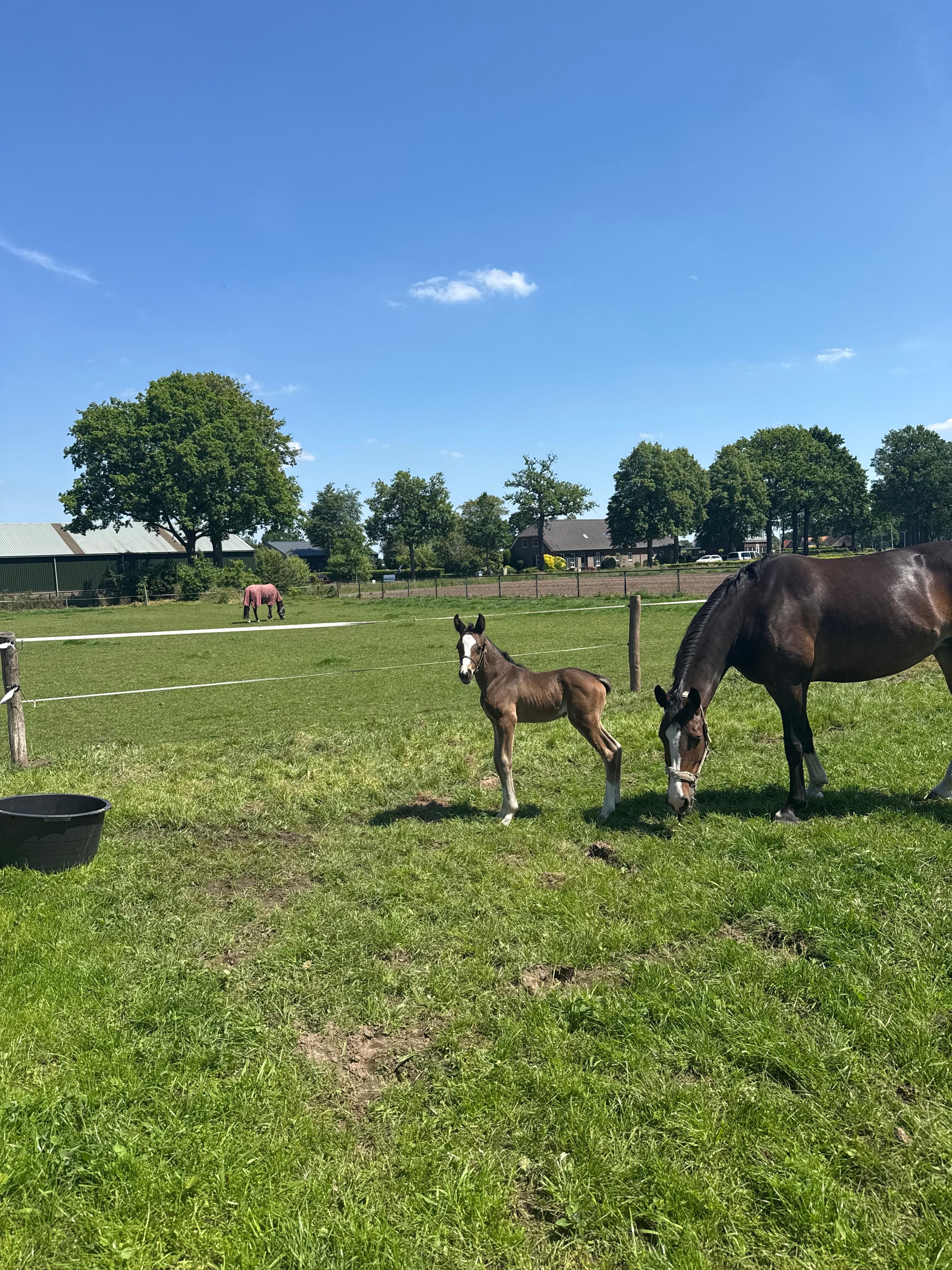 tuigpaard merrie 0 jaar donkerbruin te koop - Foto 2