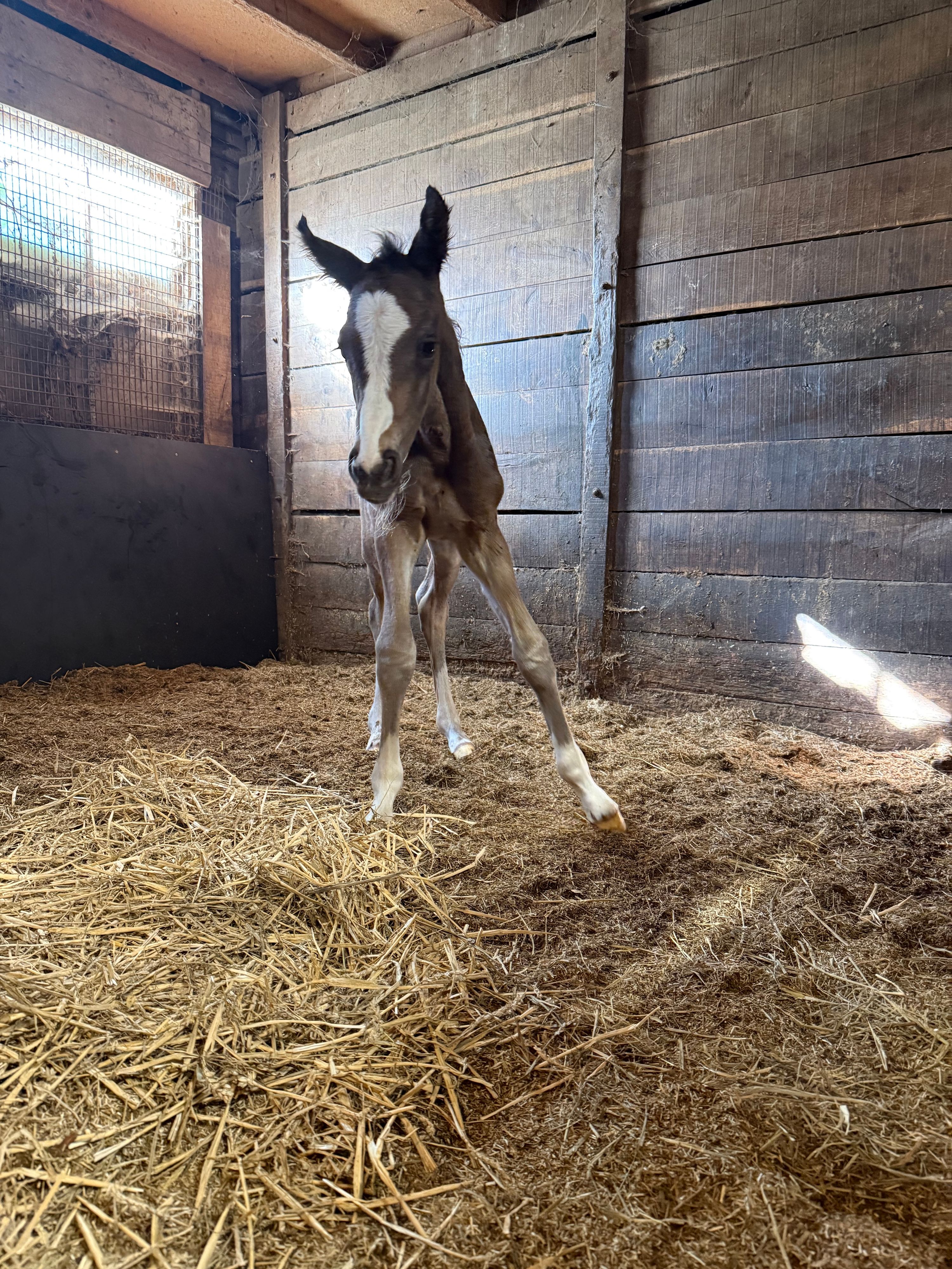 tuigpaard merrie 0 jaar donkerbruin te koop - Foto 3