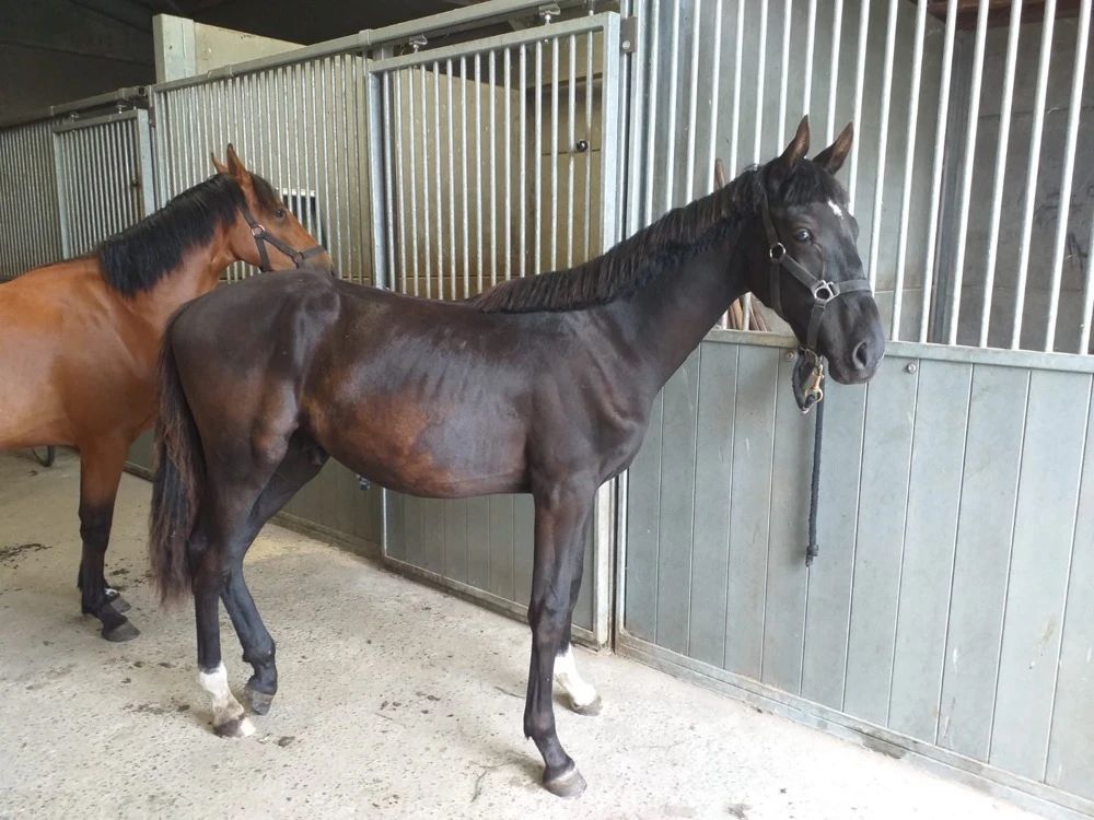 bwp springpaard hengst 2 岁 zwart 出售 - 照片 3