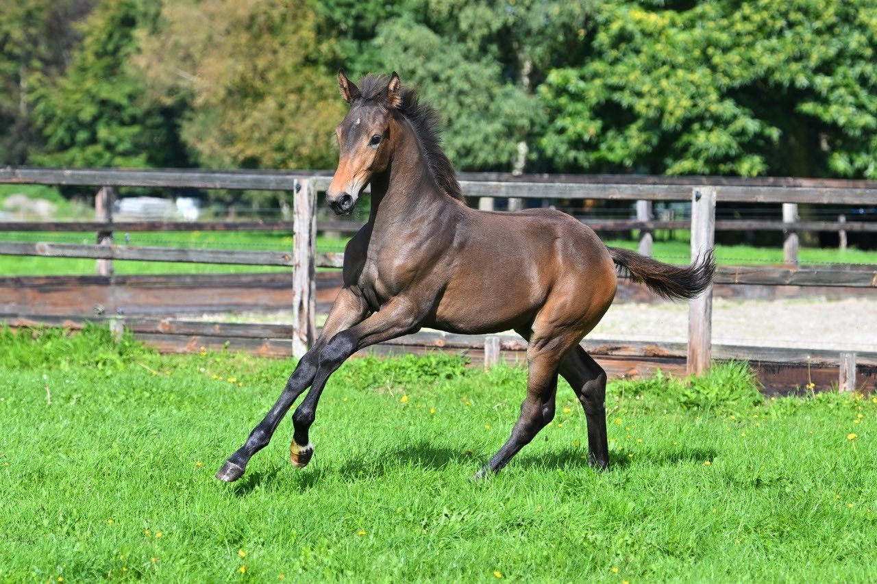 kwpn dressuurpaard merrie 0 سنوات bruin للبيع - صورة 6