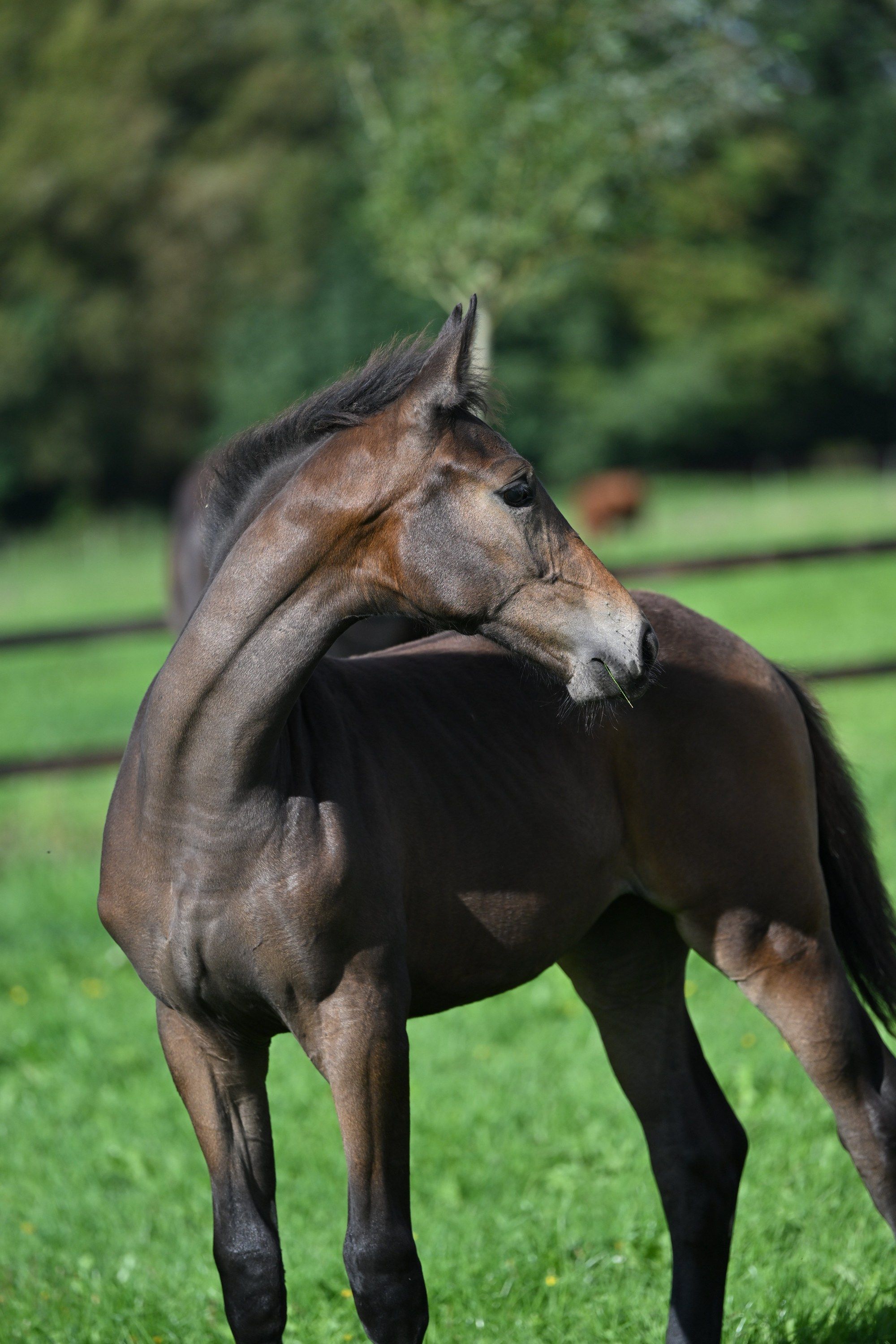kwpn dressuurpaard merrie 0 سنوات bruin للبيع - صورة 3