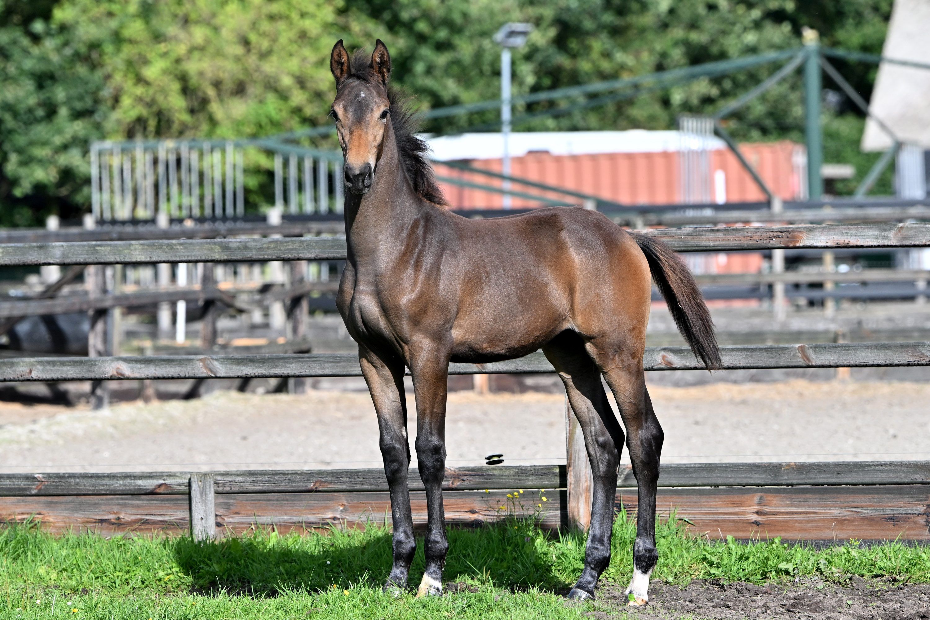 Merrieveulen van Real Dream met veel potentie voor de sport