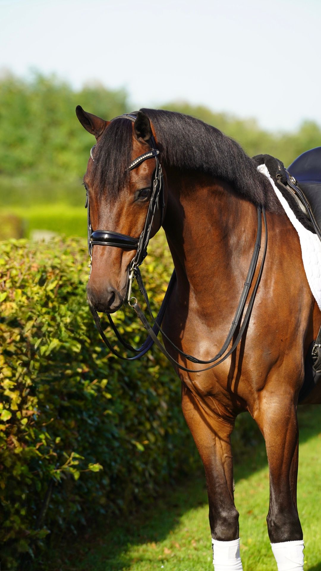 dressuurpaard ruin 6 rokov na predaj - Foto 4