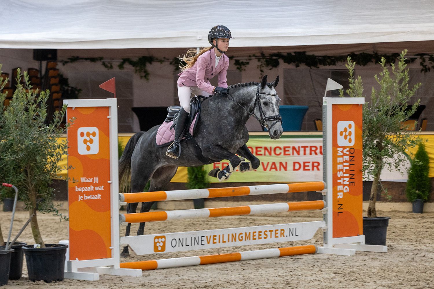 new-forest springpony merrie 4 år schimmel til salg - Foto 2
