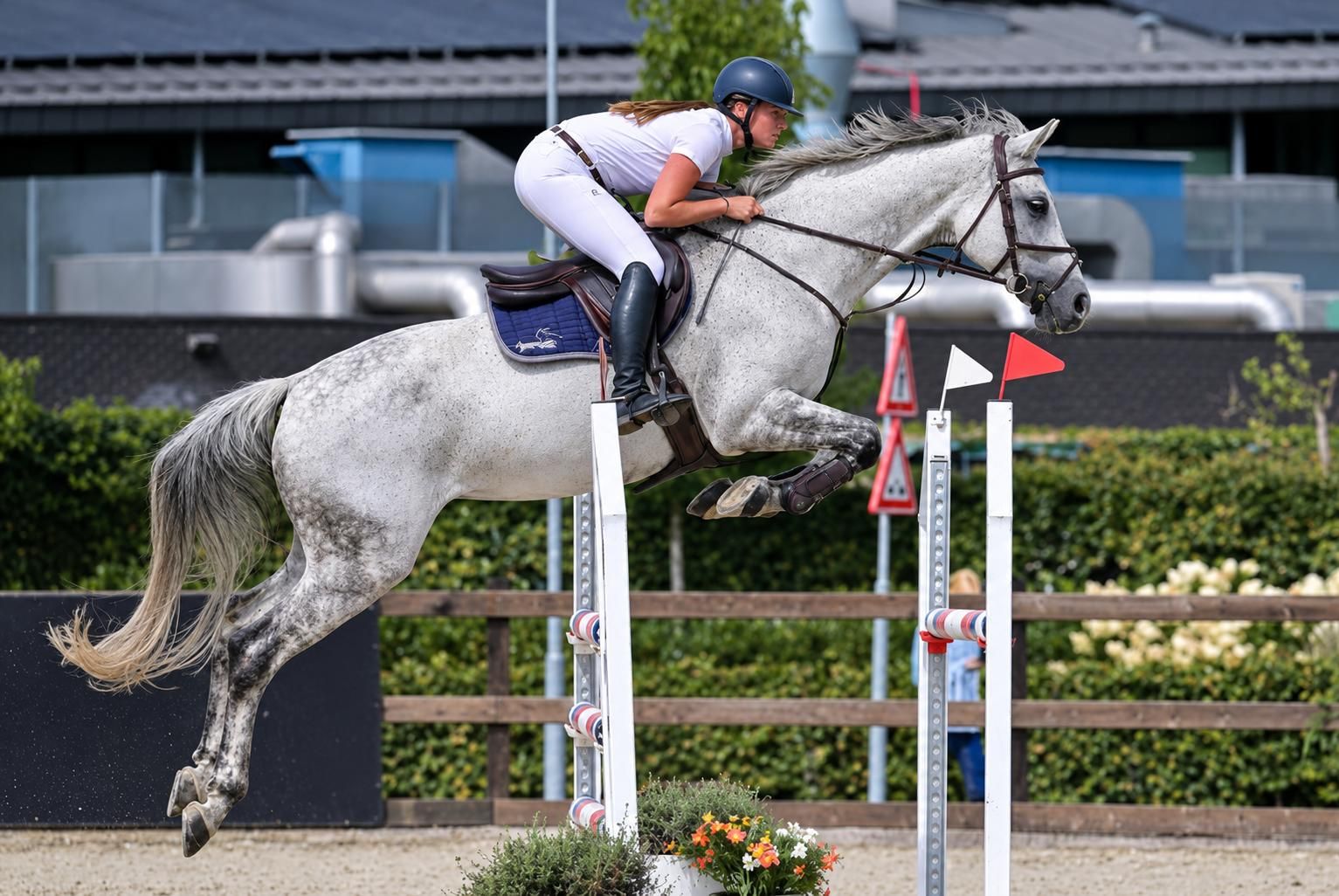 oldenburg springpaard merrie 12 år schimmel til salg - Foto 2