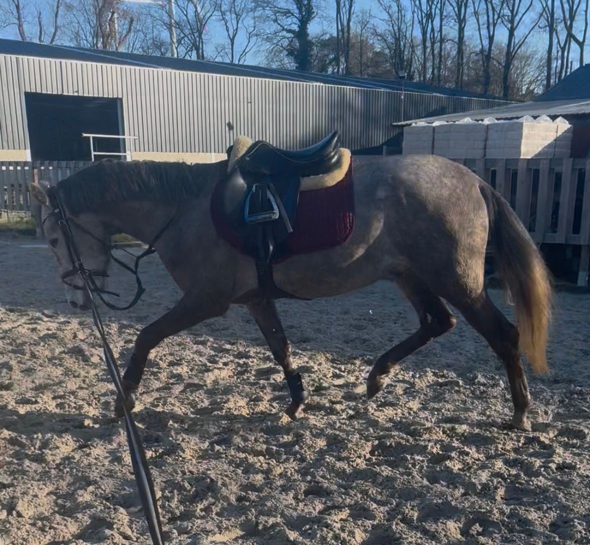allround-pony ruin 3 år schimmel till salu - Foto 3