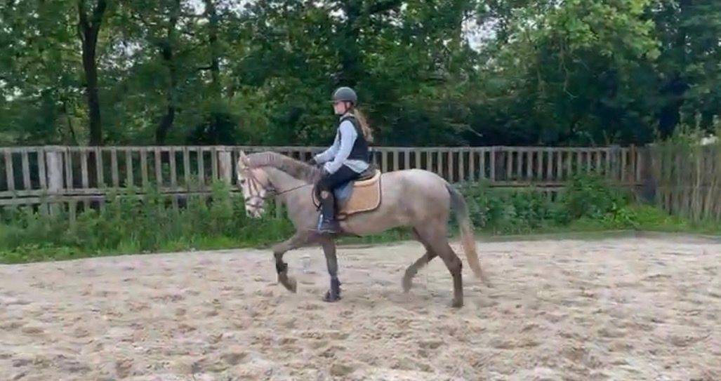 allround-pony ruin 3 år schimmel till salu - Foto 4
