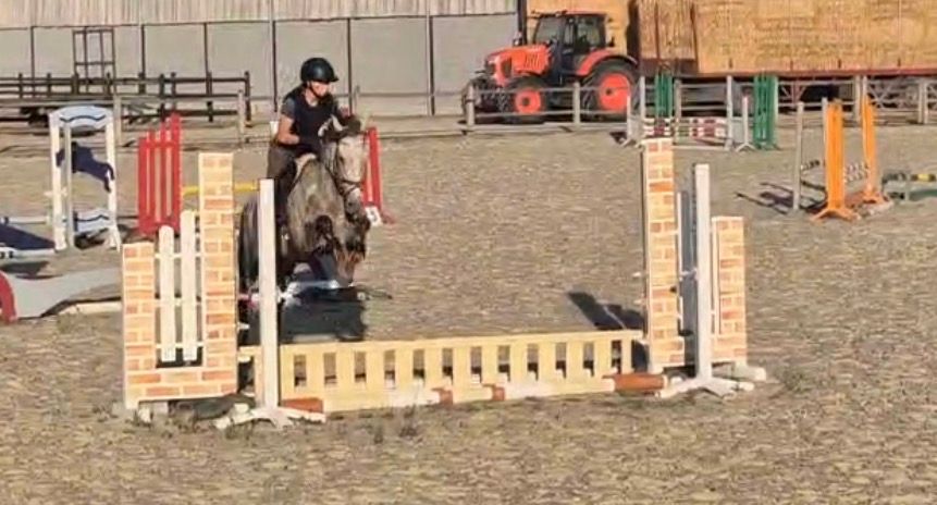 allround-pony ruin 3 år schimmel till salu - Foto 2