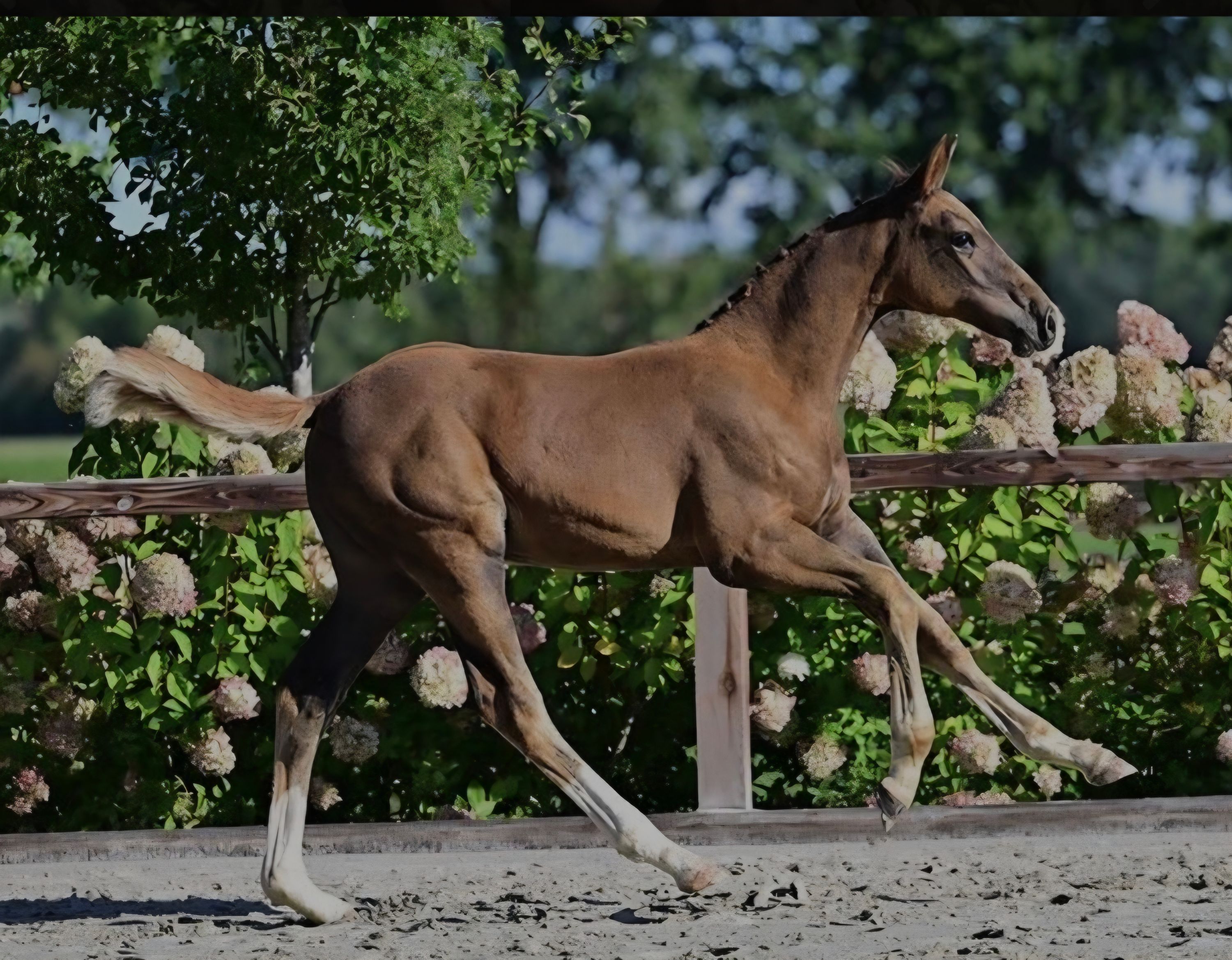 zangersheide springpaard merrie 0 år vos til salg - Foto 2