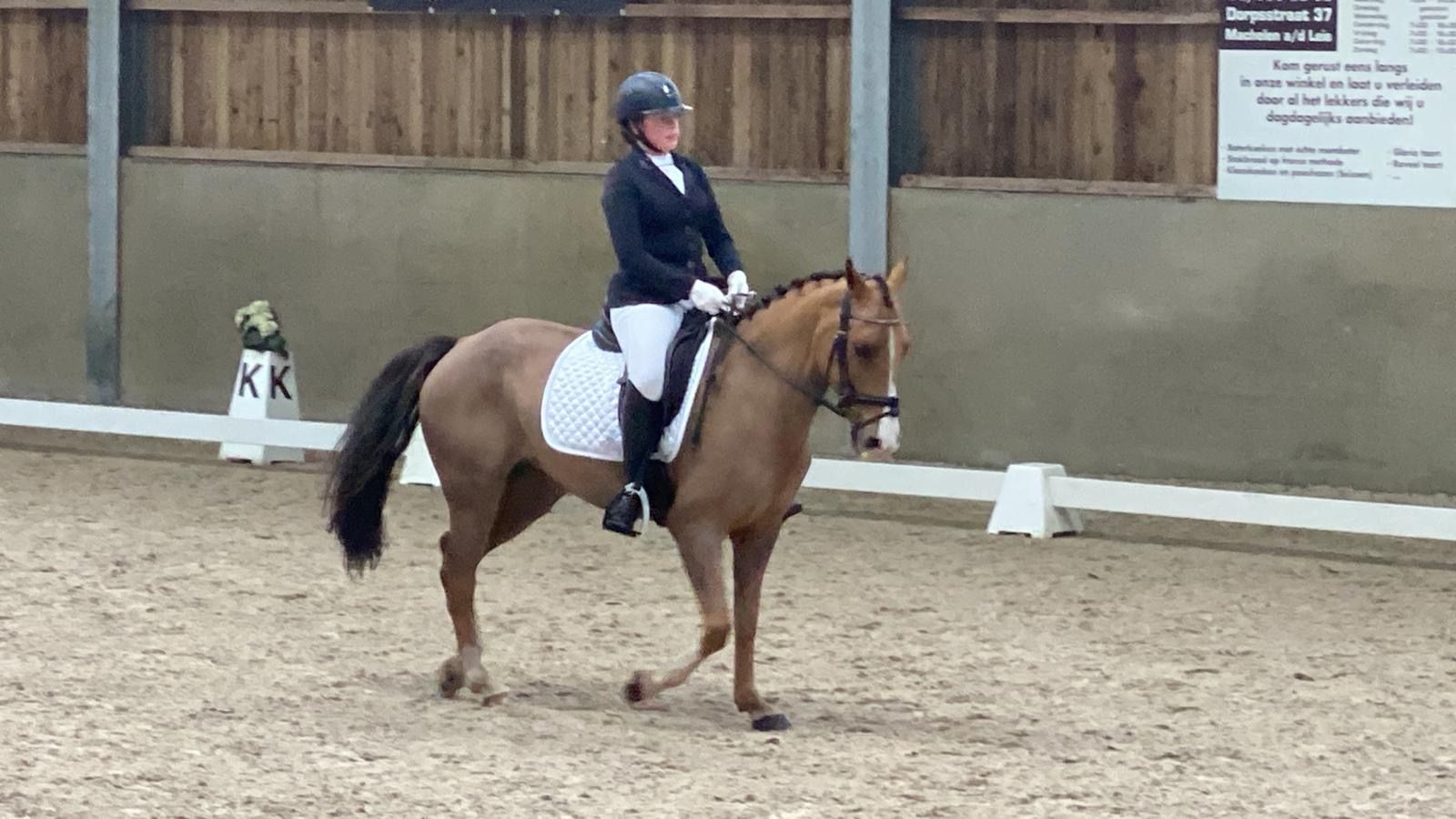 recreatie-pony merrie 10 år bruin till salu - Foto 4