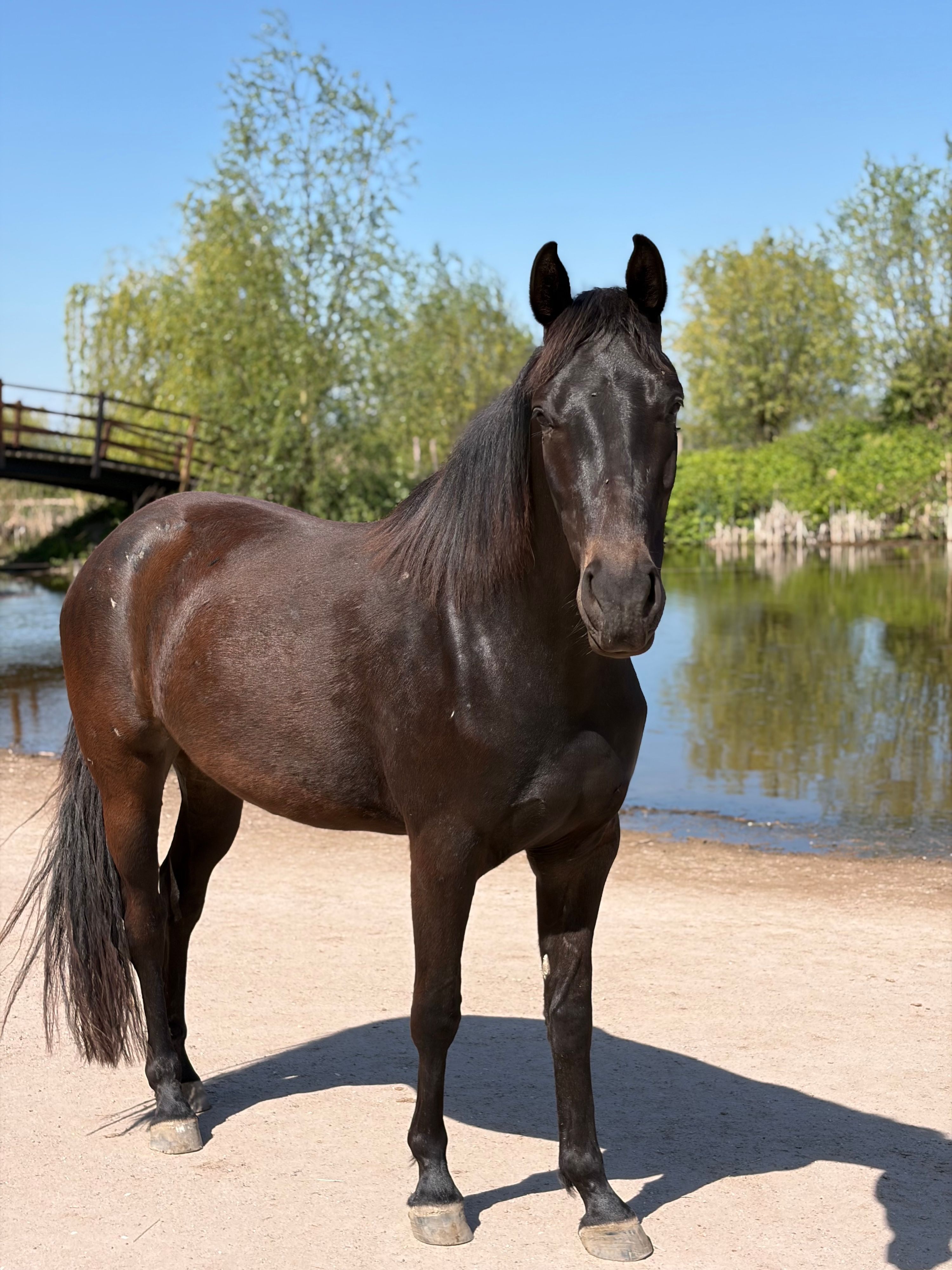 kwpn dressuurpaard merrie 3 Jahre alt zu verkaufen - Foto 2
