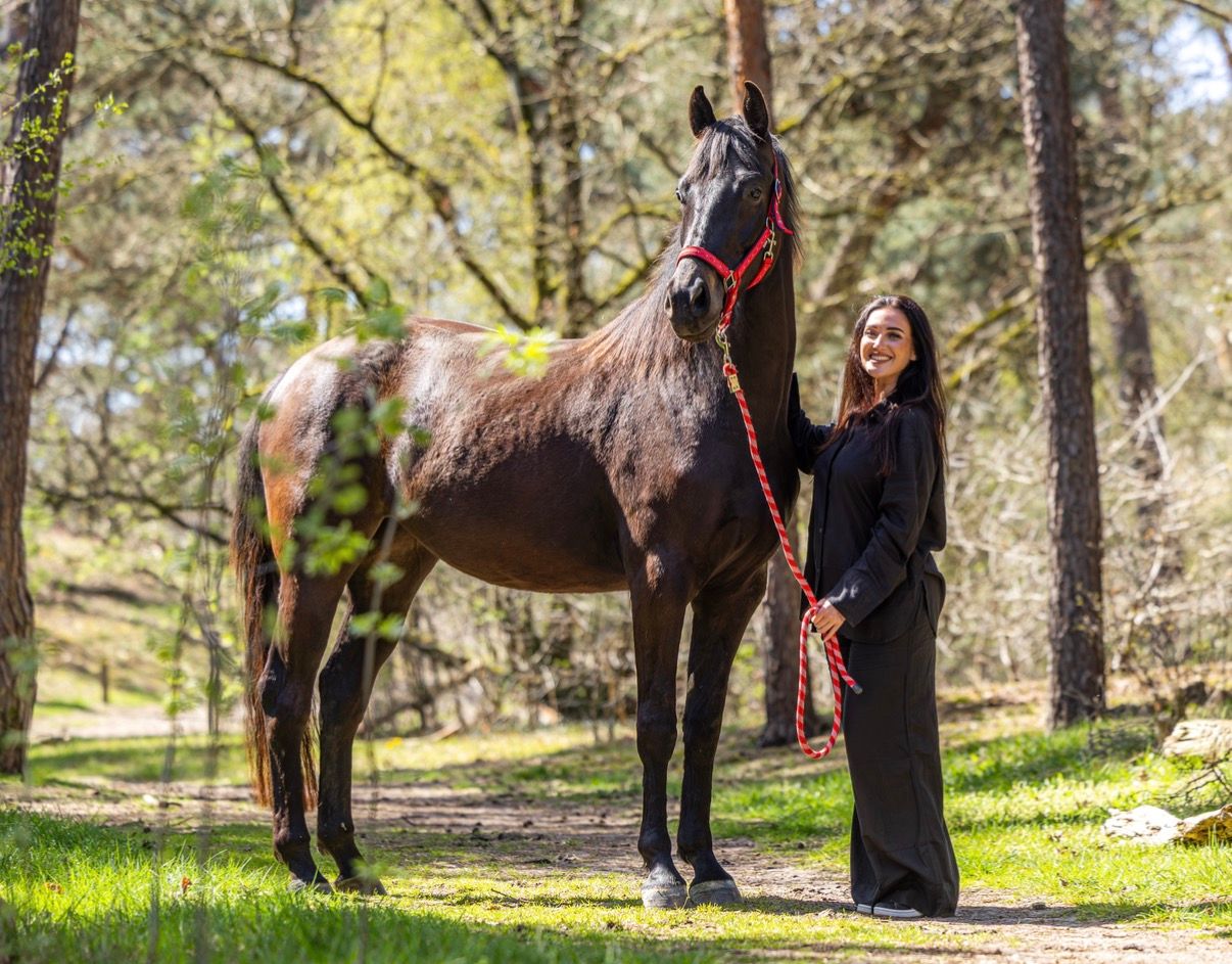 kwpn dressuurpaard merrie 3 Jahre alt zu verkaufen - Foto 3
