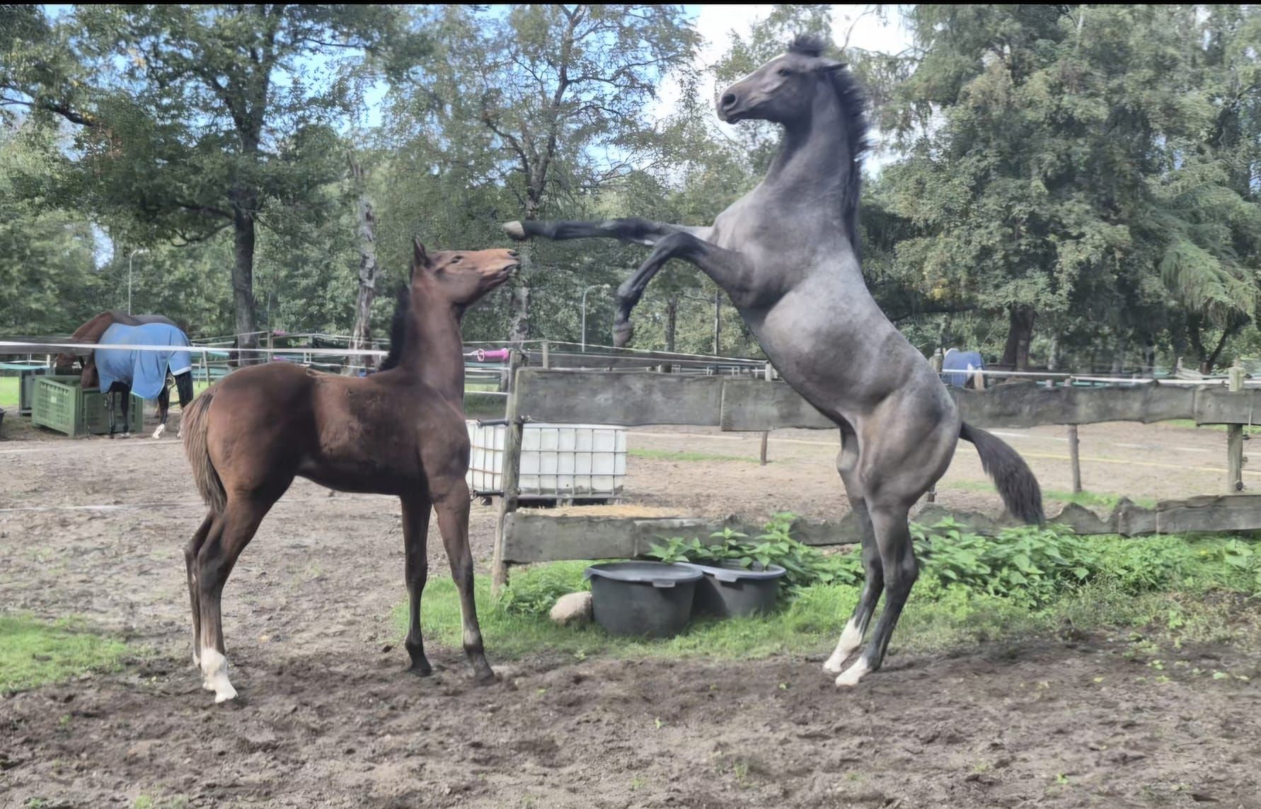 Utmärkt sto foal efter Cape Coral rbf z till salu