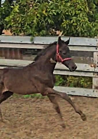 kwpn dressuurpaard hengst 0 år zwart till salu - Foto 3
