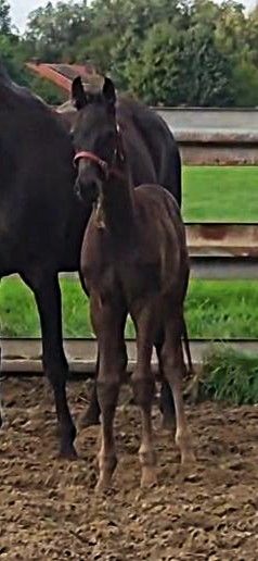 kwpn dressuurpaard hengst 0 år zwart till salu - Foto 2