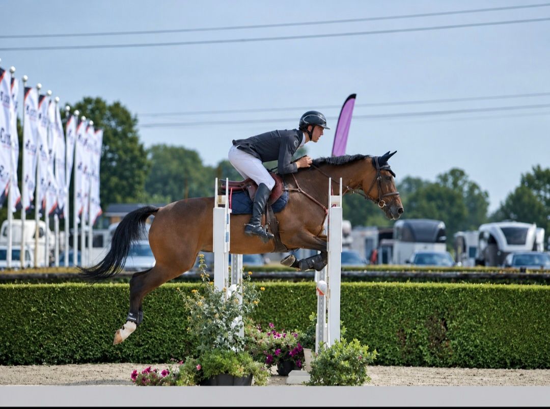 zangersheide springpaard merrie 16 år bruin til salg - Foto 2