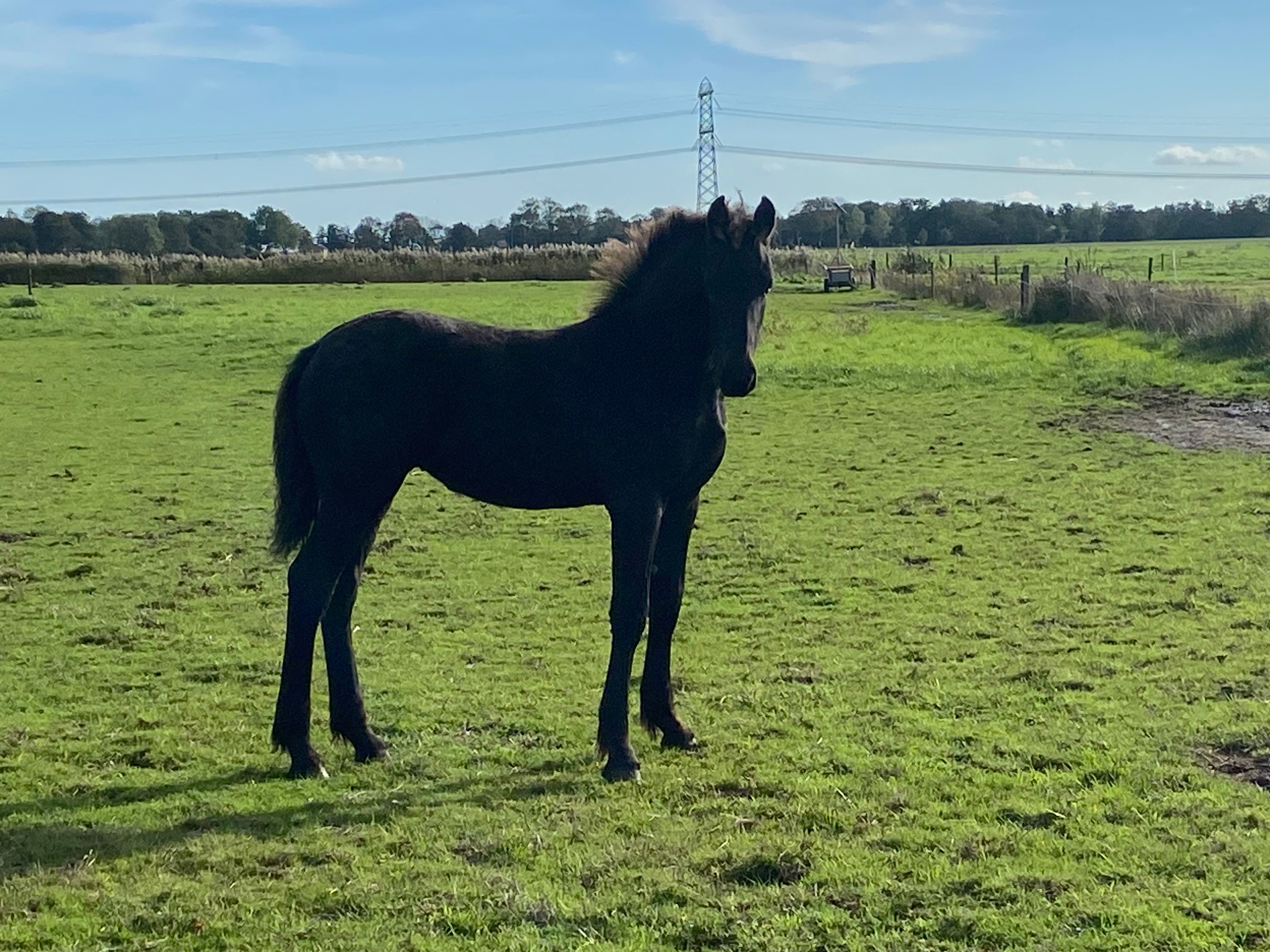 kwpn dressuurpaard merrie 0 jaar zwart te koop - Foto 2