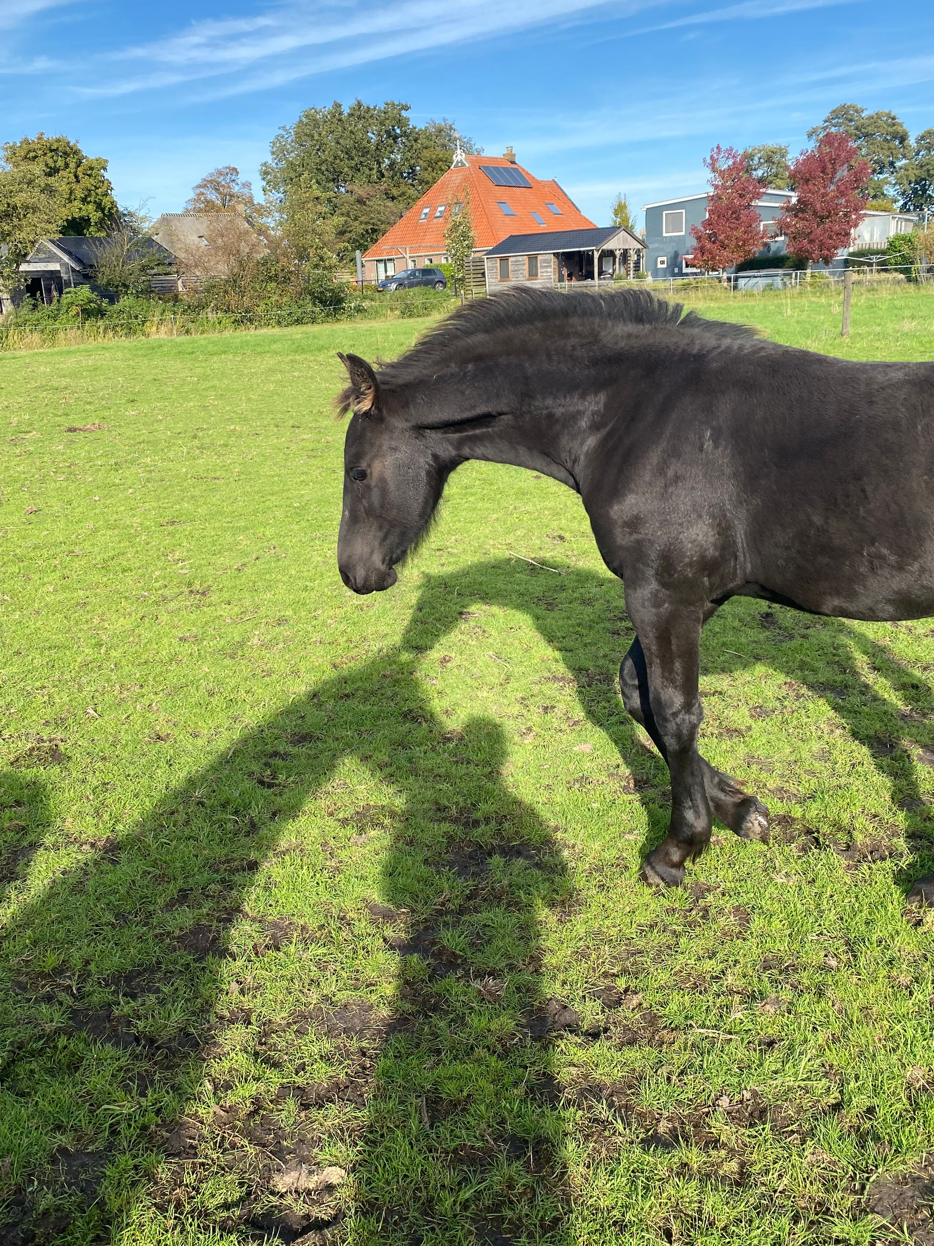kwpn dressuurpaard merrie 0 jaar zwart te koop - Foto 4