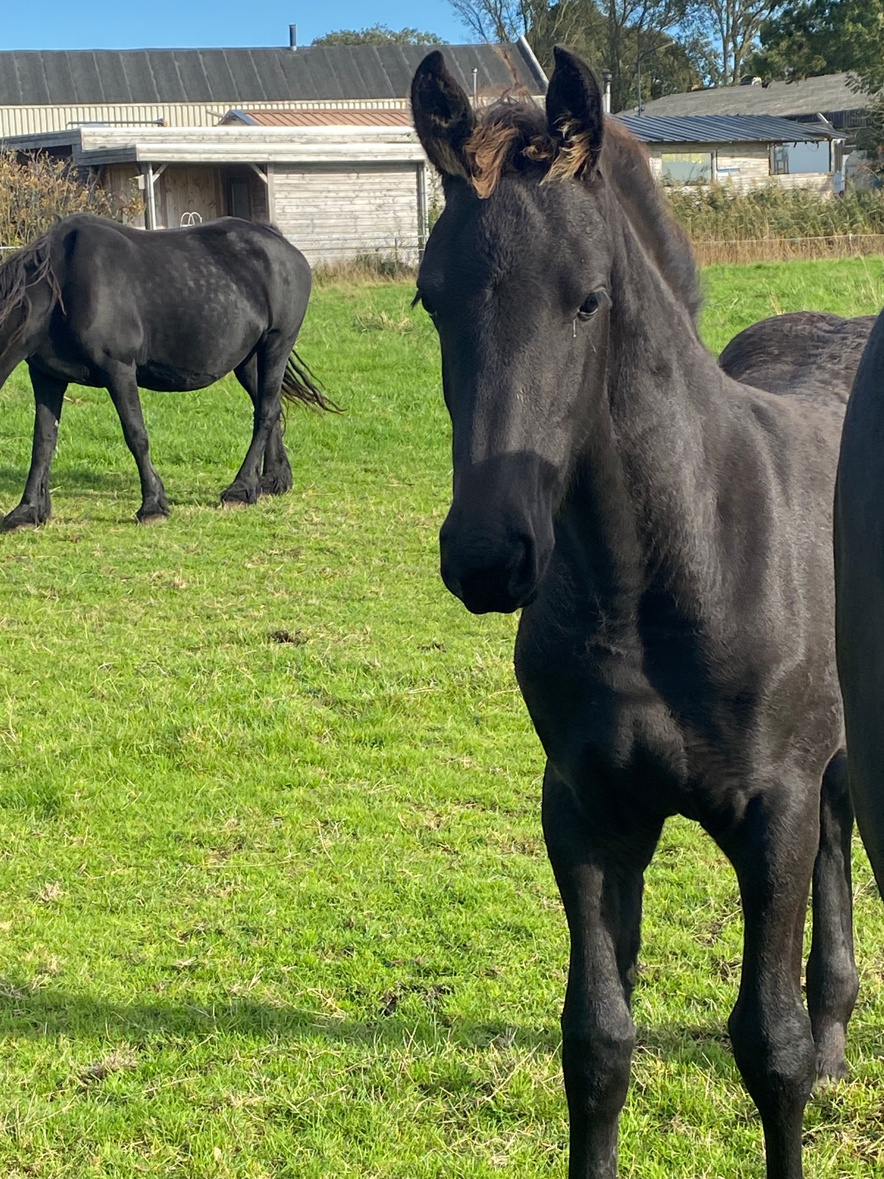 kwpn dressuurpaard merrie 0 jaar zwart te koop - Foto 3