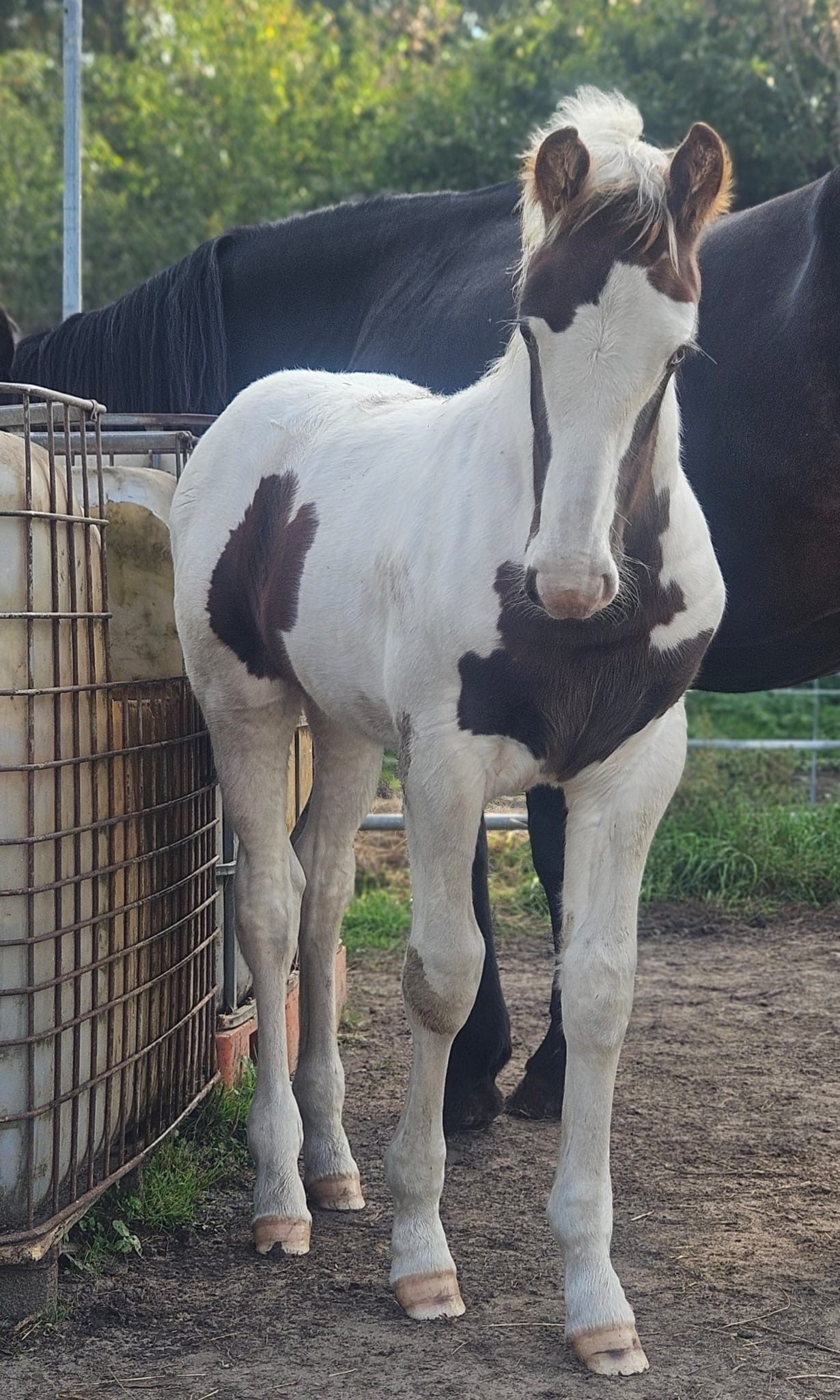 ander allrounder hengst 0 jaar andere-kleur te koop - Foto 3