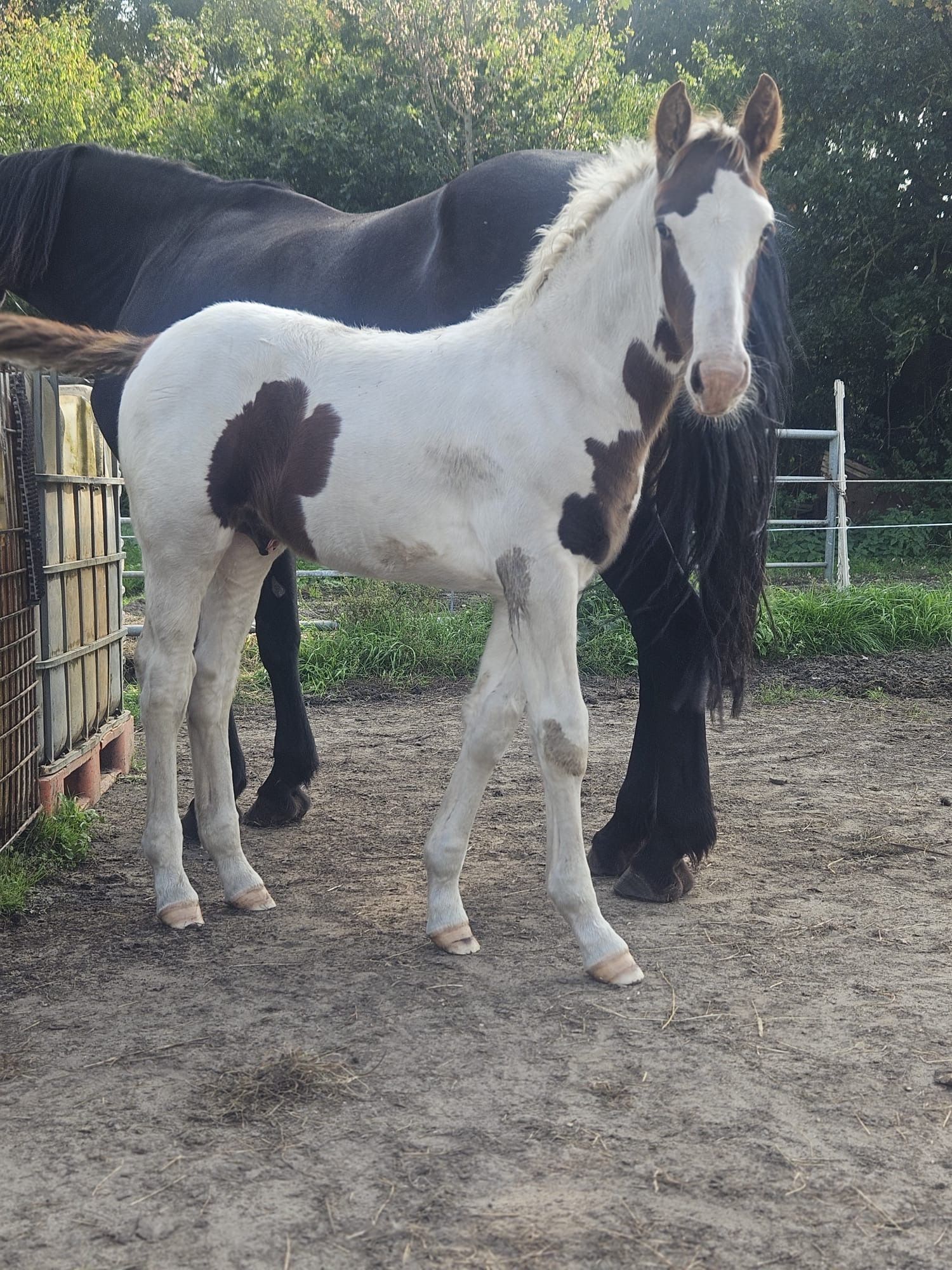 ander allrounder hengst 0 jaar andere-kleur te koop - Foto 2