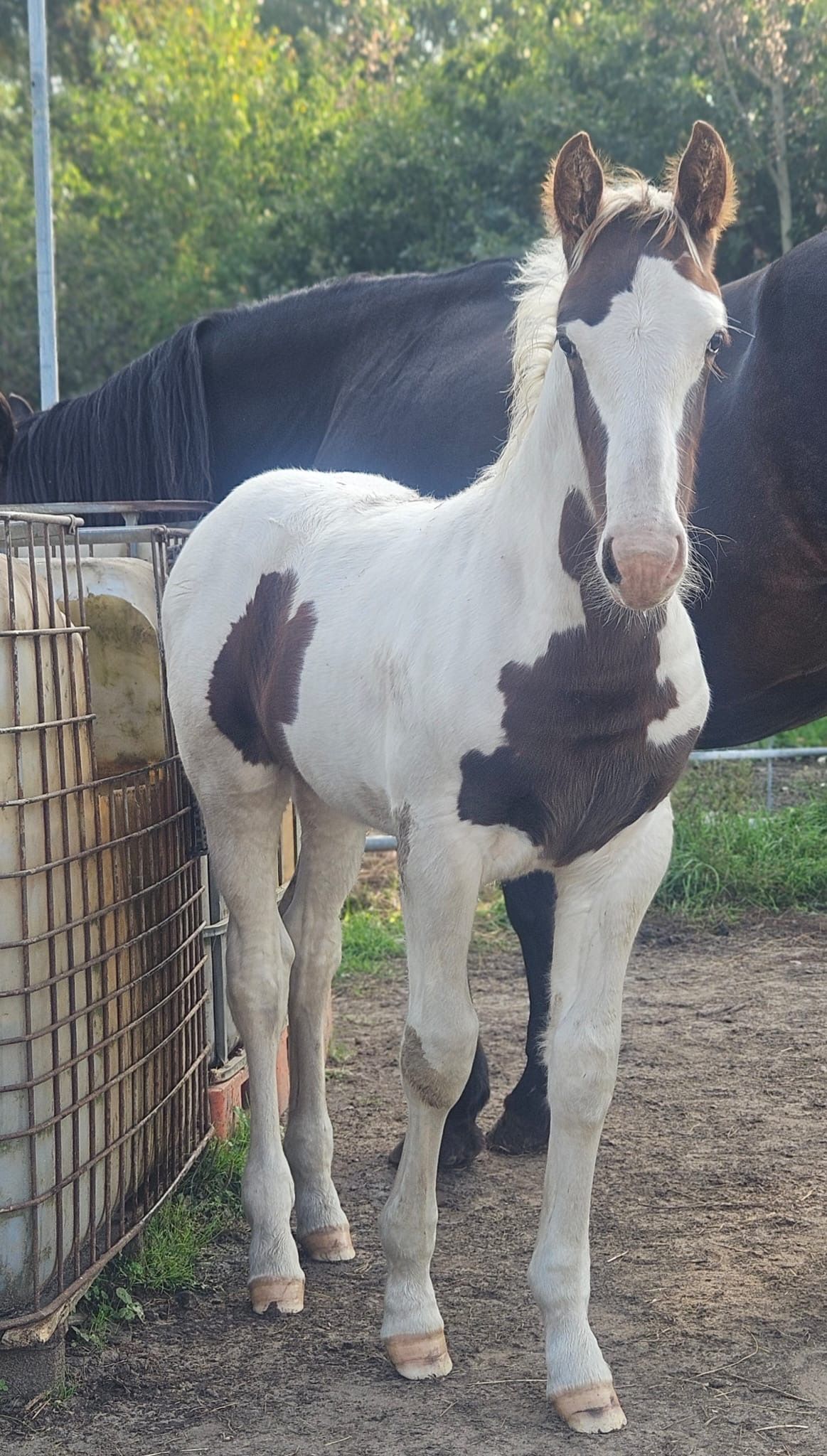 ander allrounder hengst 0 jaar andere-kleur te koop - Foto 4