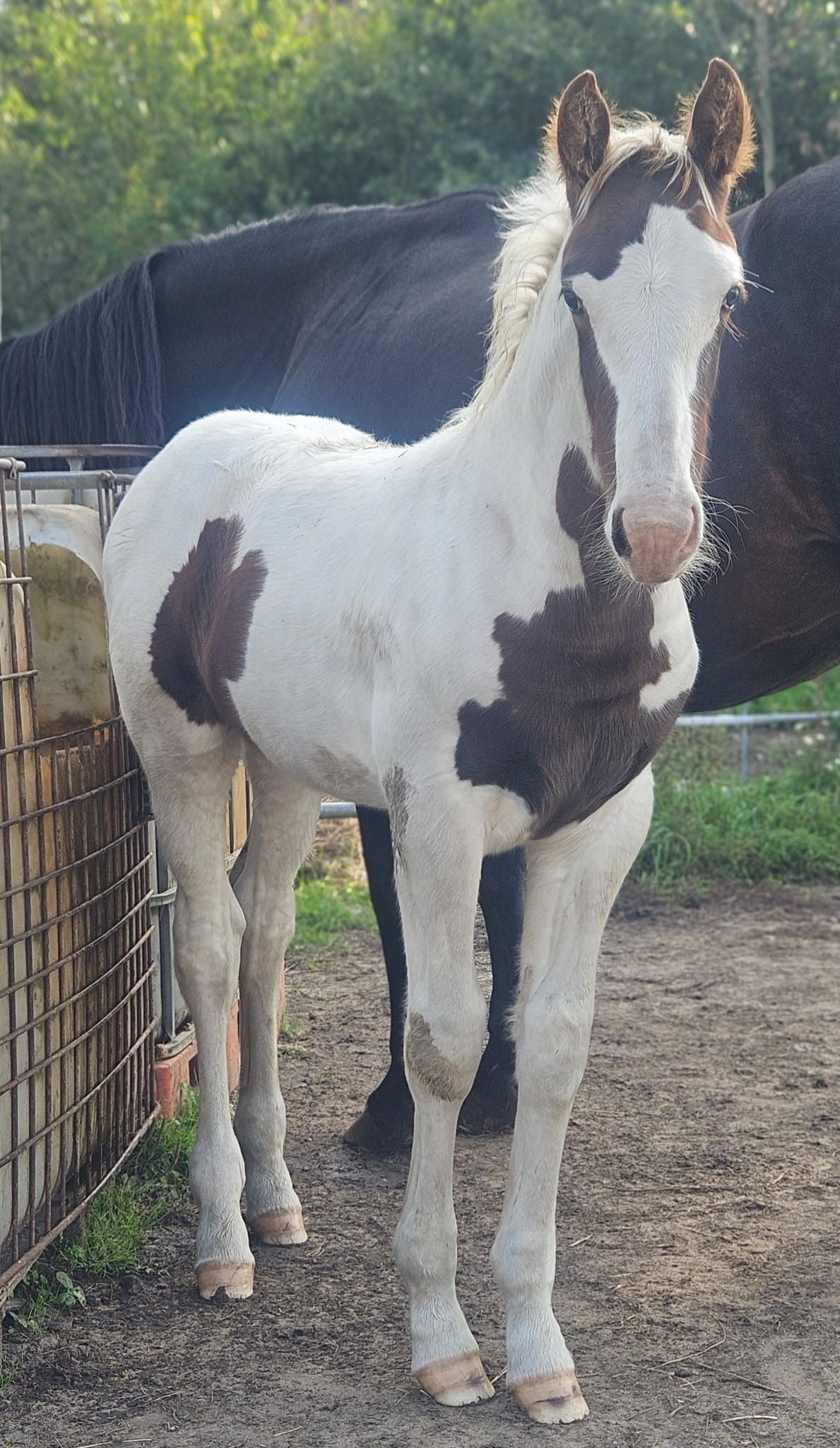 ander allrounder hengst 0 jaar andere-kleur te koop - Foto 5