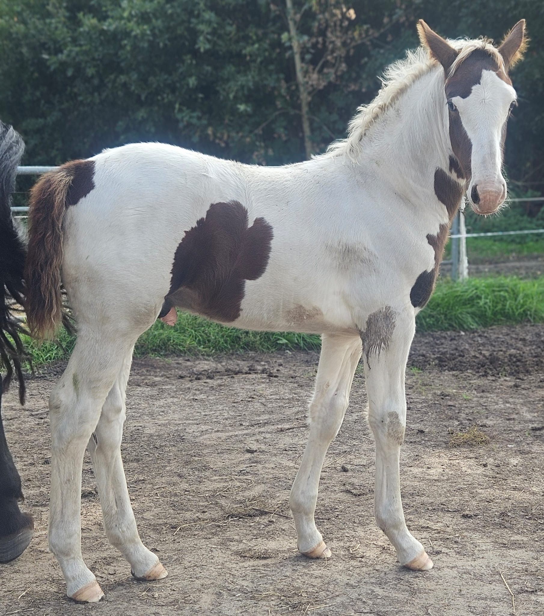 ander allrounder hengst 0 jaar andere-kleur te koop - Foto 6
