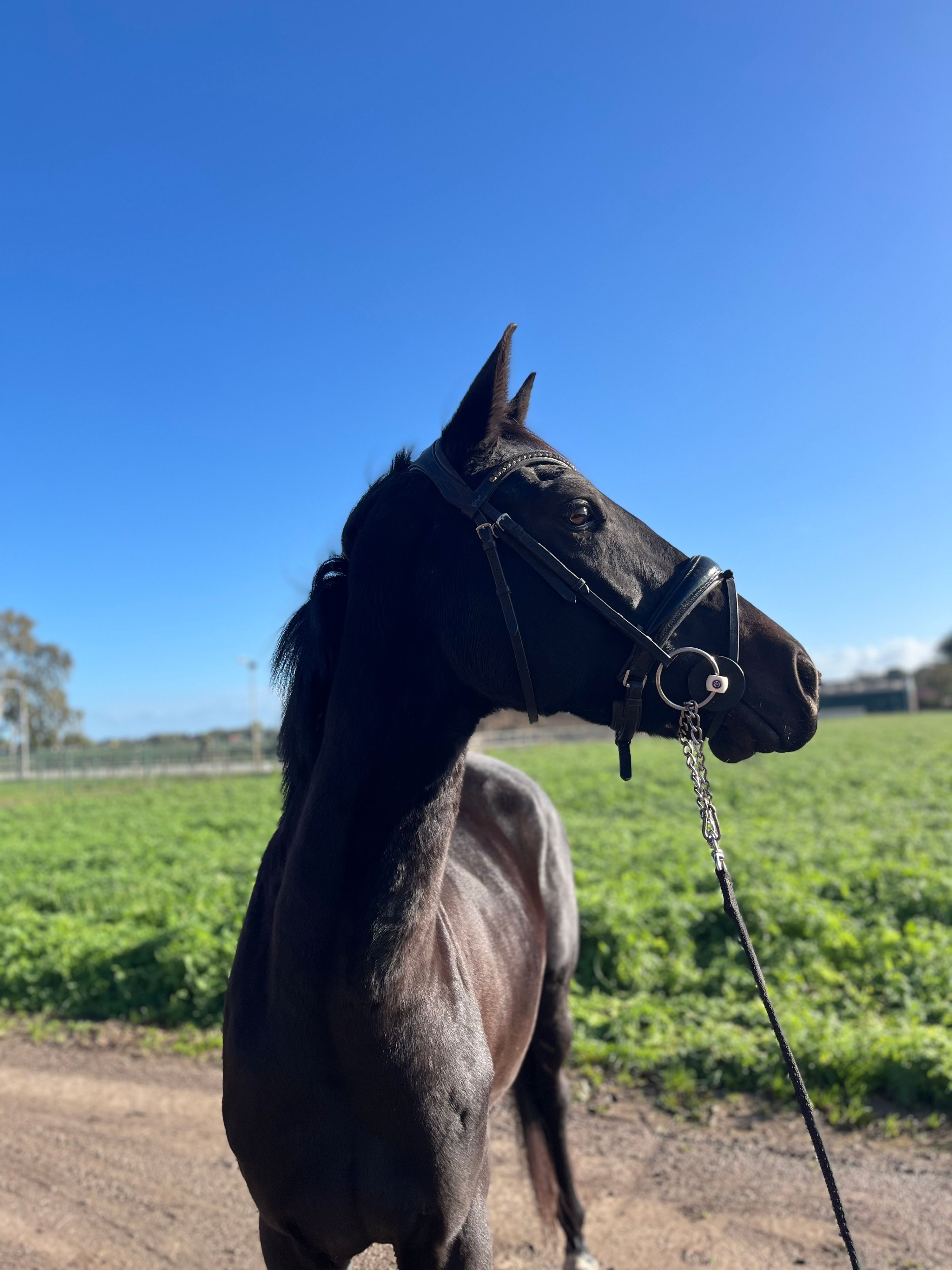 nrps dressuurpaard merrie 4 سنوات zwart للبيع - صورة 4