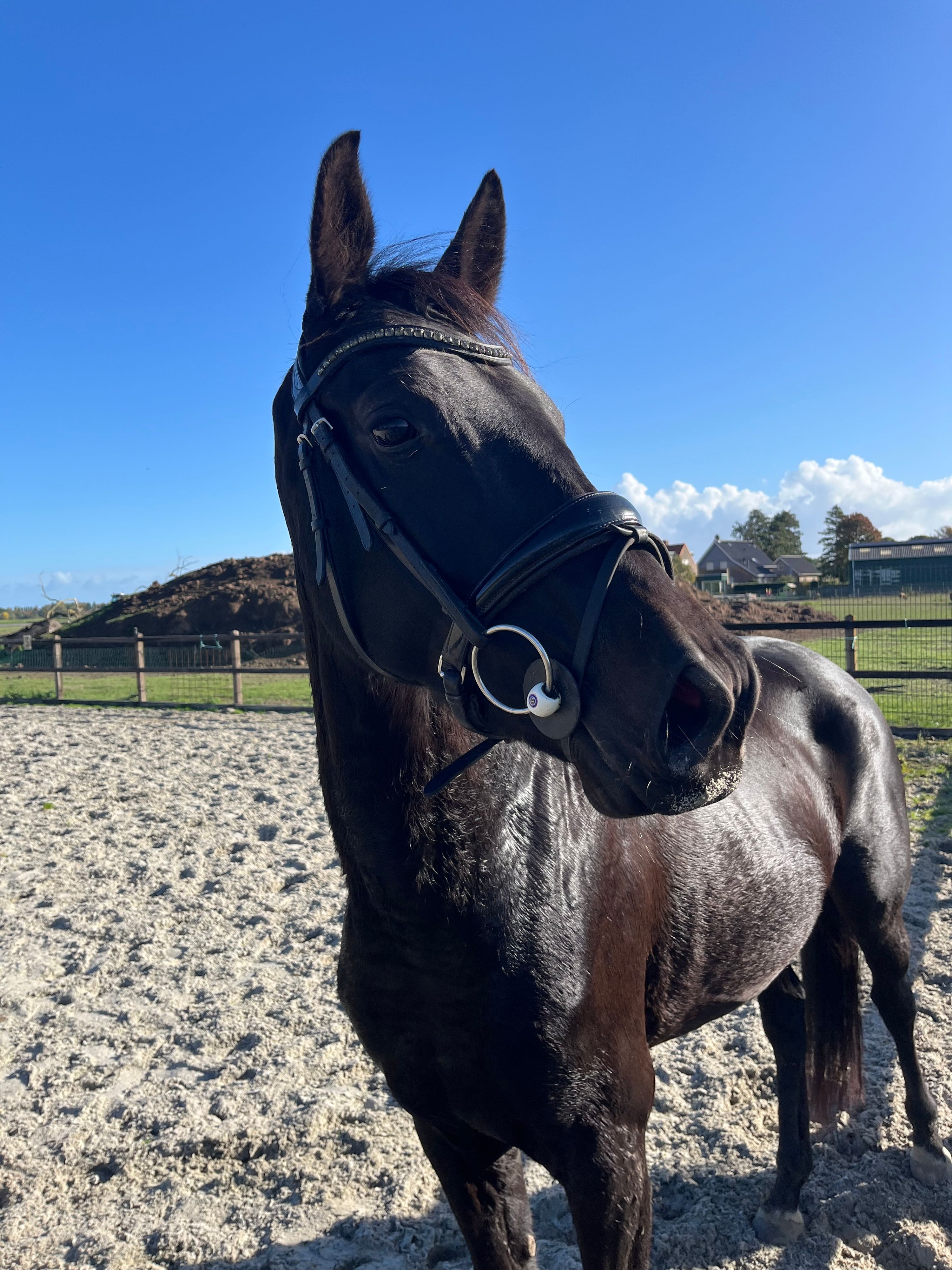 nrps dressuurpaard merrie 4 سنوات zwart للبيع - صورة 2