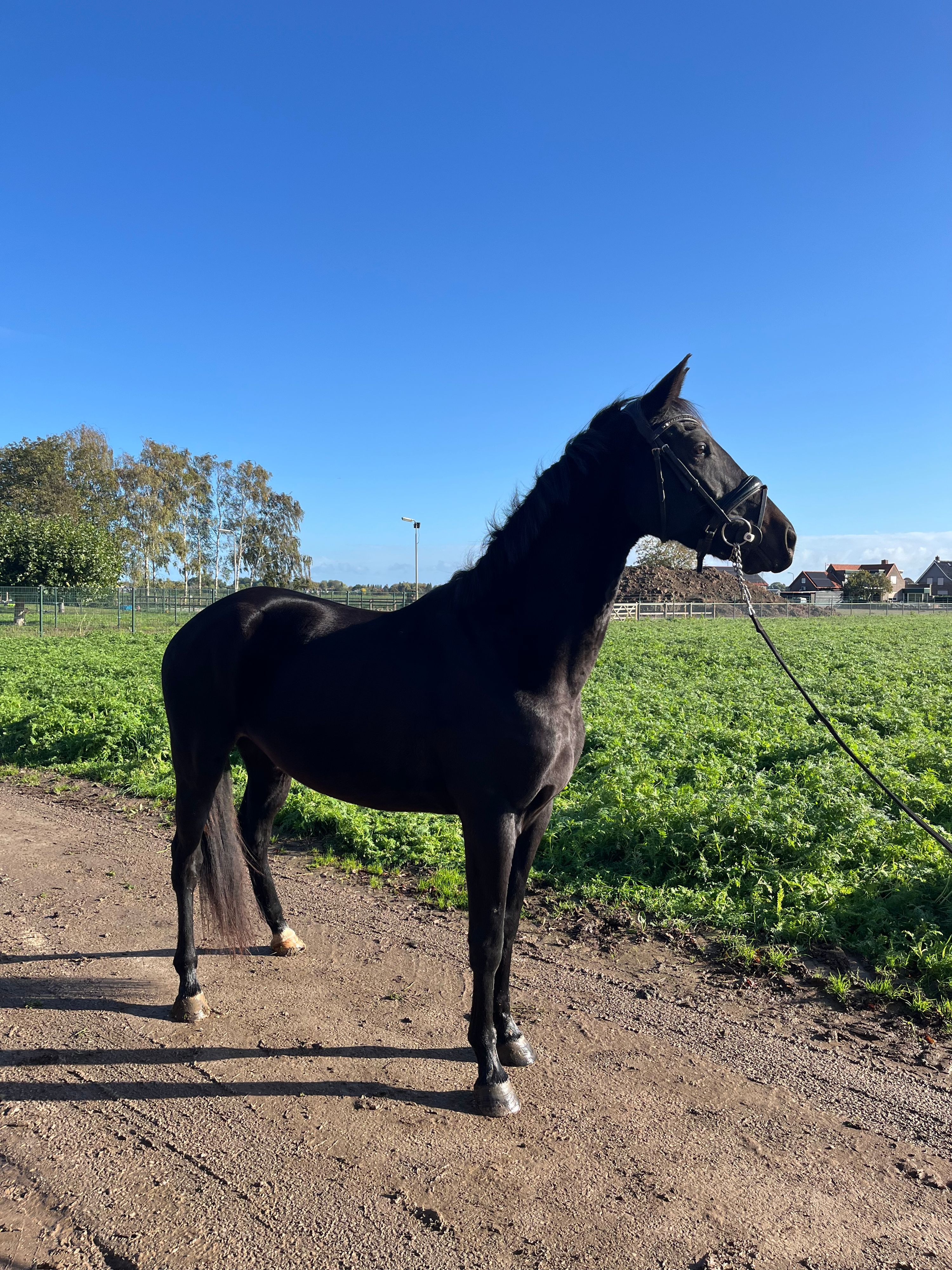 nrps dressuurpaard merrie 4 سنوات zwart للبيع - صورة 3
