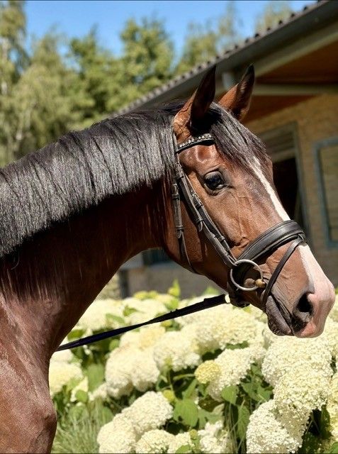 bwp dressuurpaard merrie 3 år bruin til salg - Foto 2