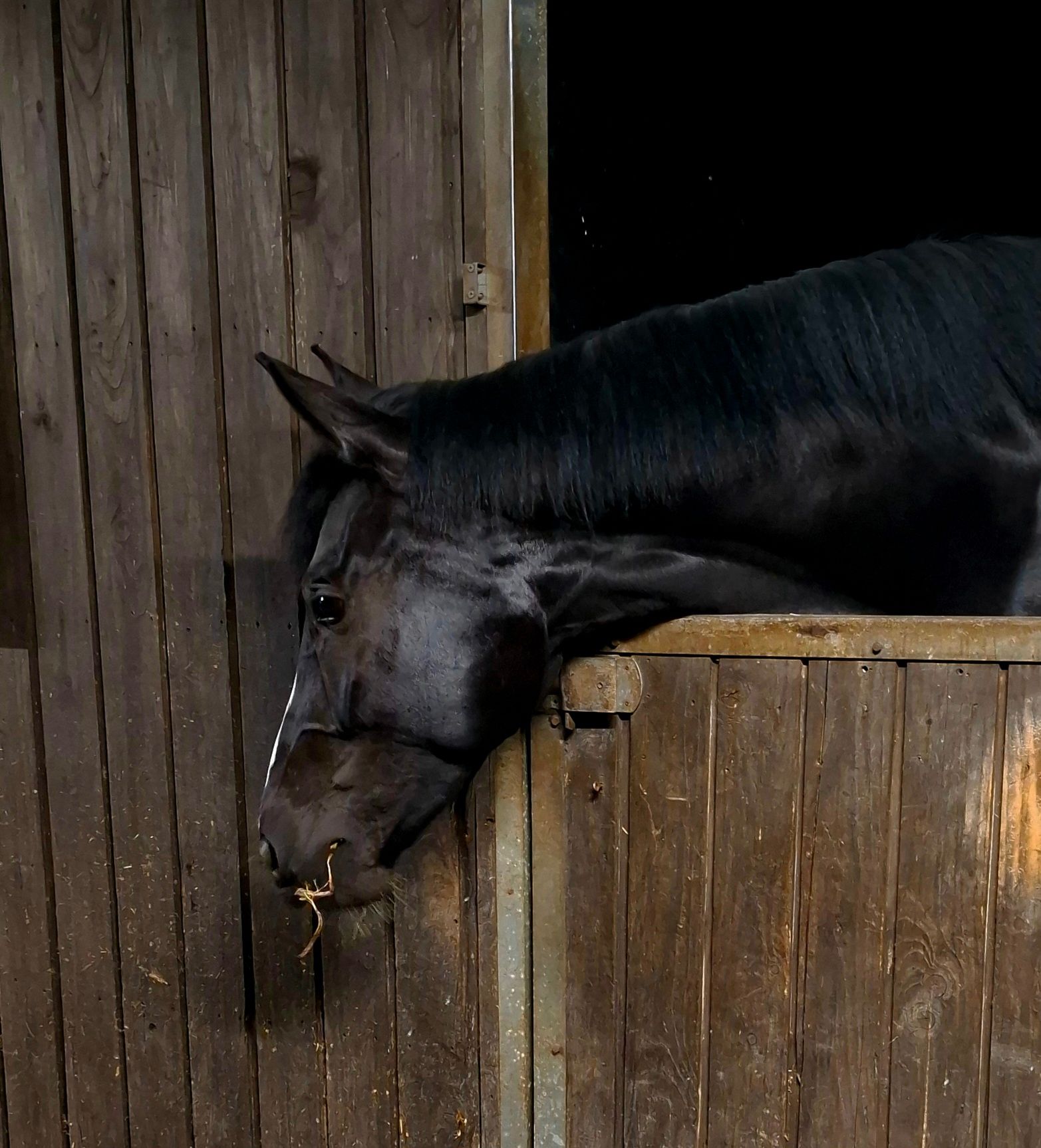 kwpn dressuurpaard merrie 3 år zwart till salu - Foto 6