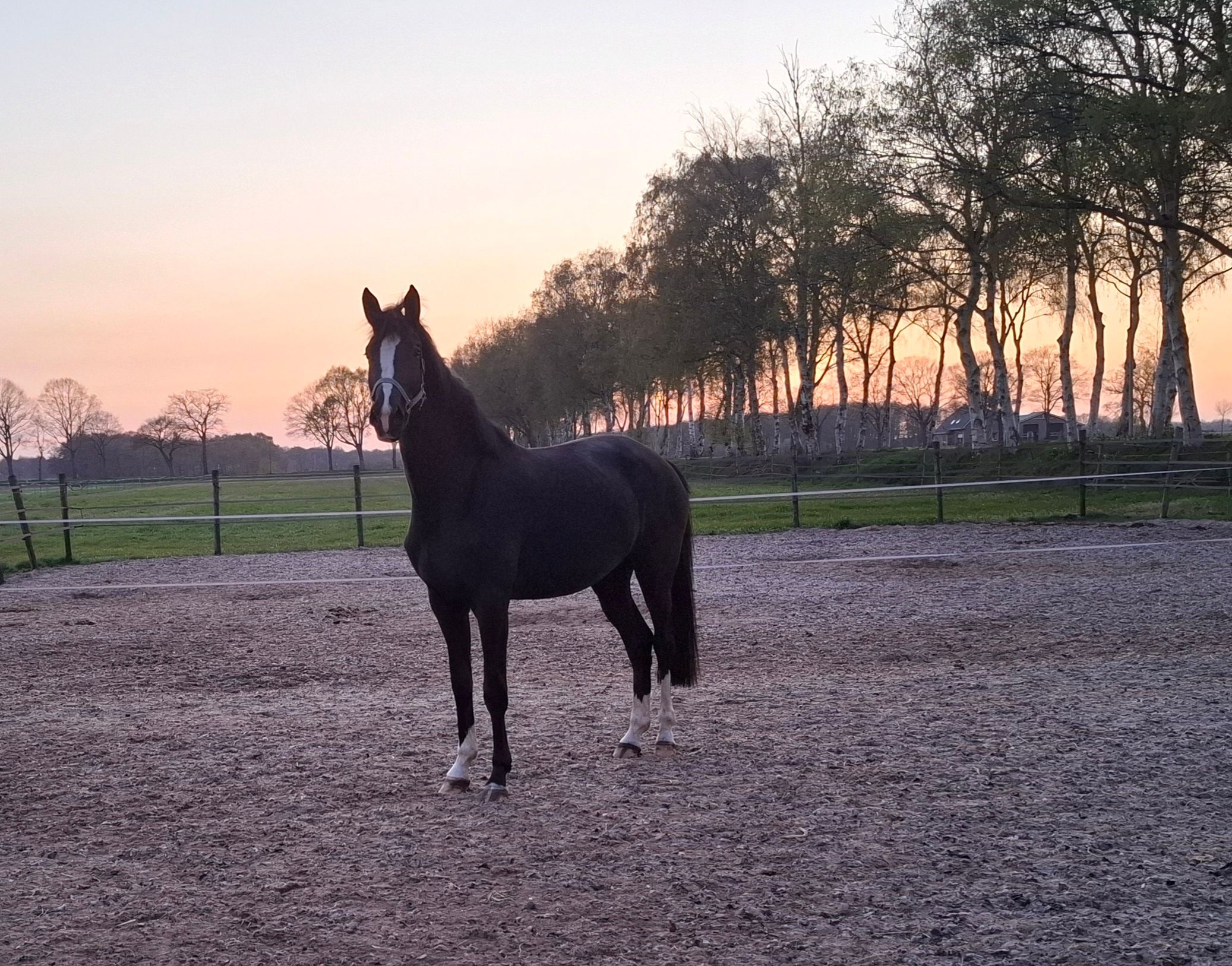 kwpn dressuurpaard merrie 3 岁 zwart 出售 - 照片 6