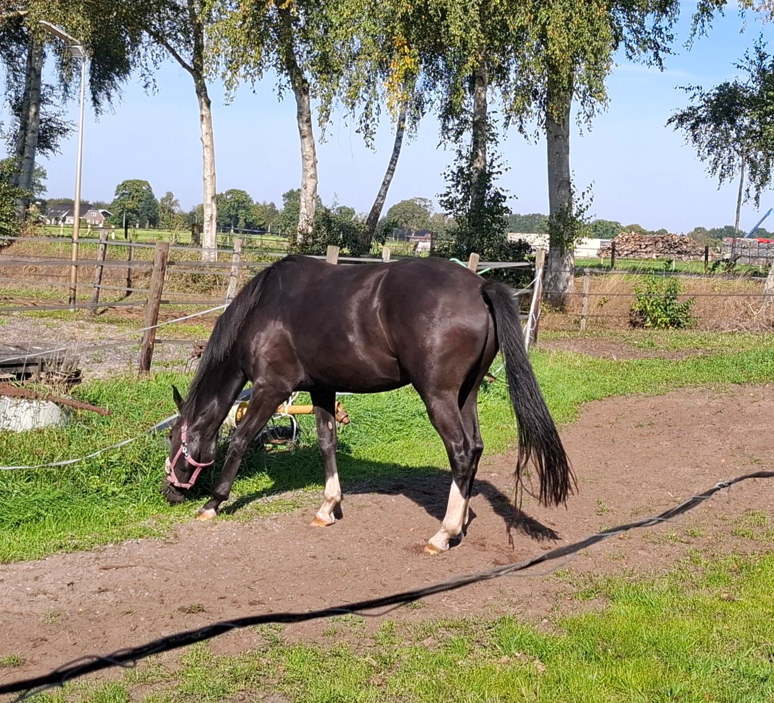kwpn dressuurpaard merrie 3 år zwart till salu - Foto 2