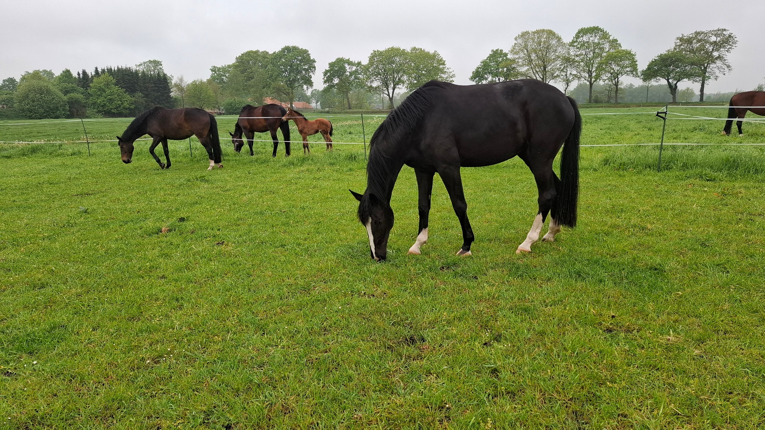 kwpn dressuurpaard merrie 3 år zwart till salu - Foto 3