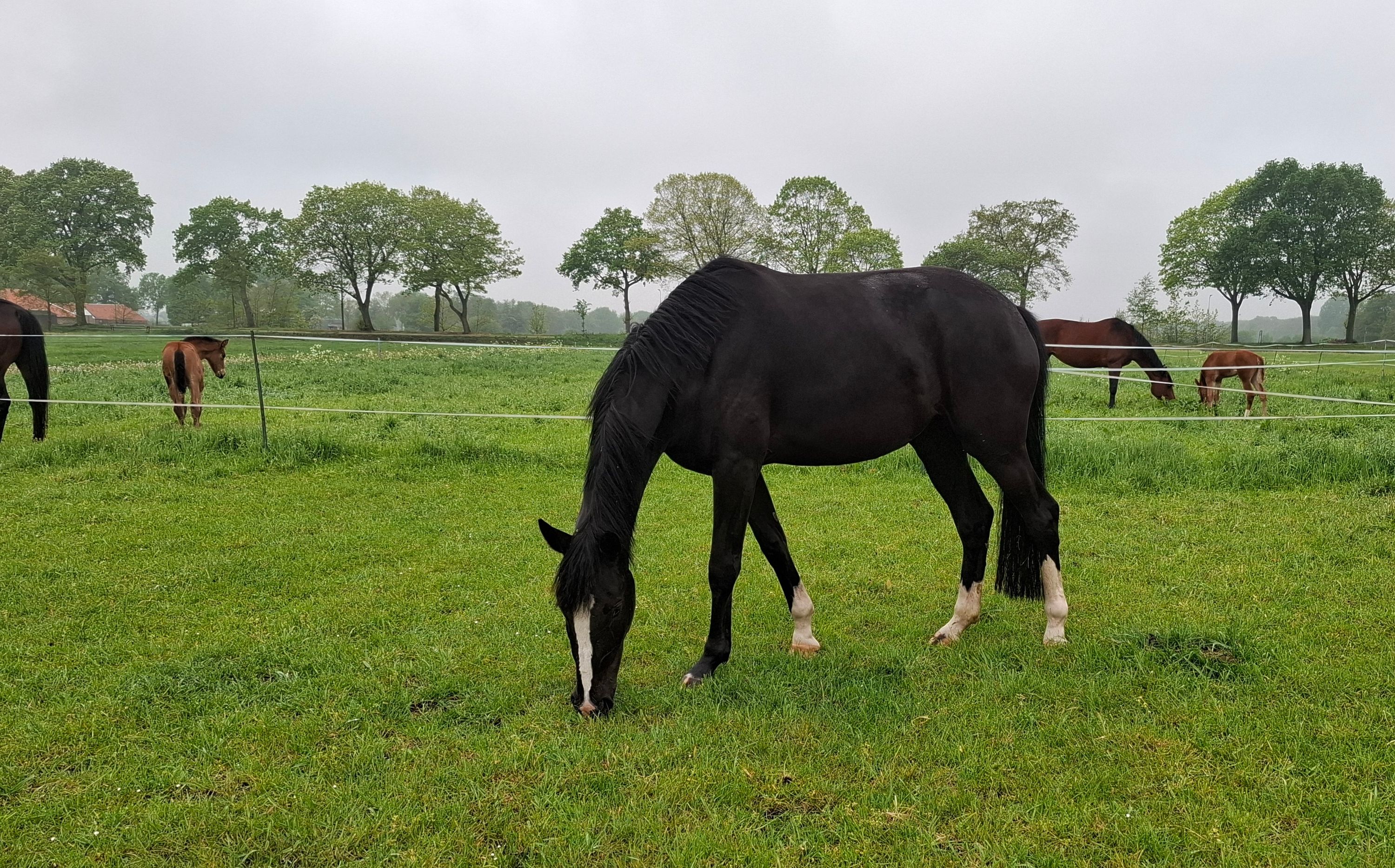 kwpn dressuurpaard merrie 3 år zwart till salu - Foto 5