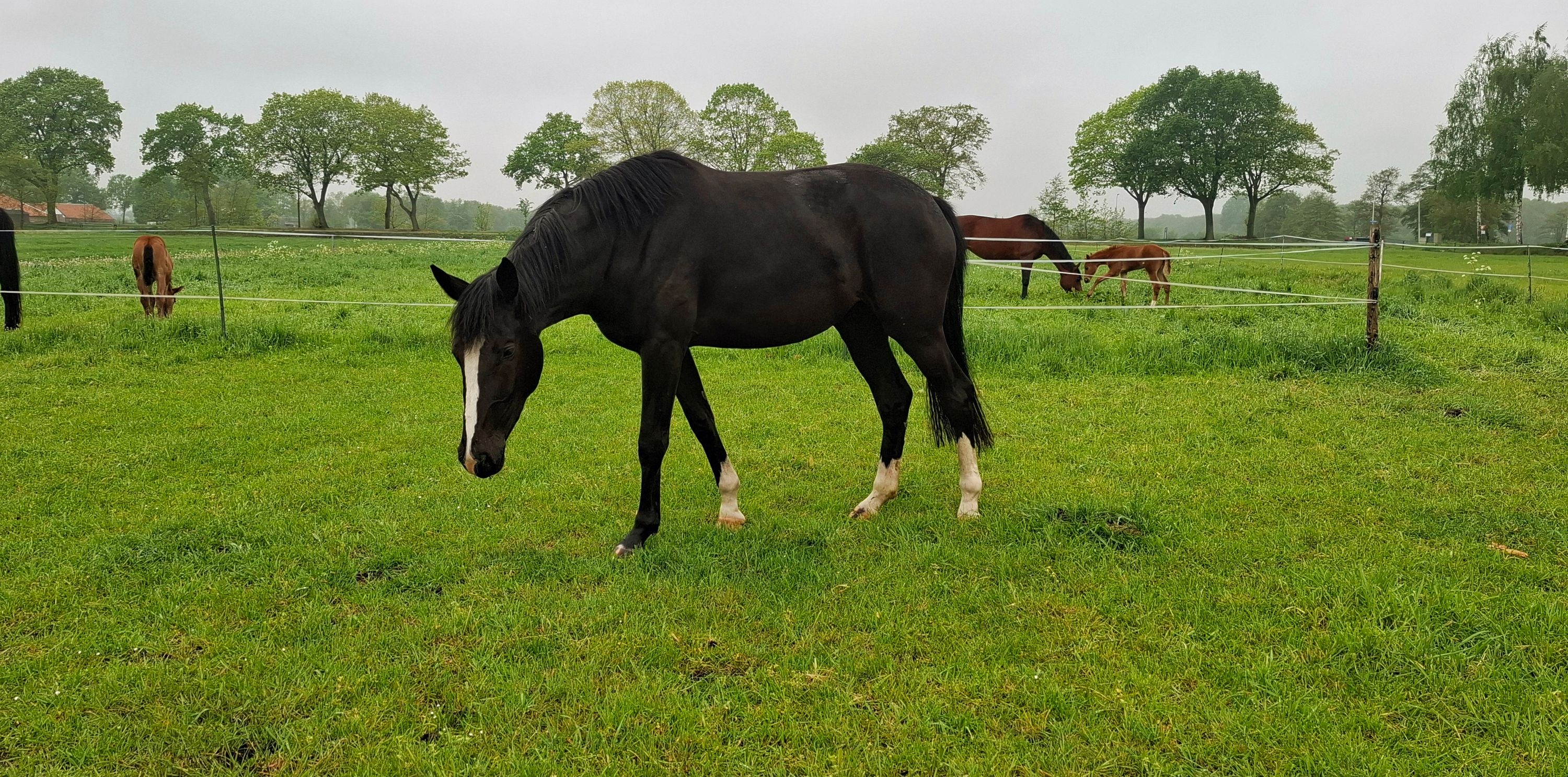 kwpn dressuurpaard merrie 3 år zwart till salu - Foto 4