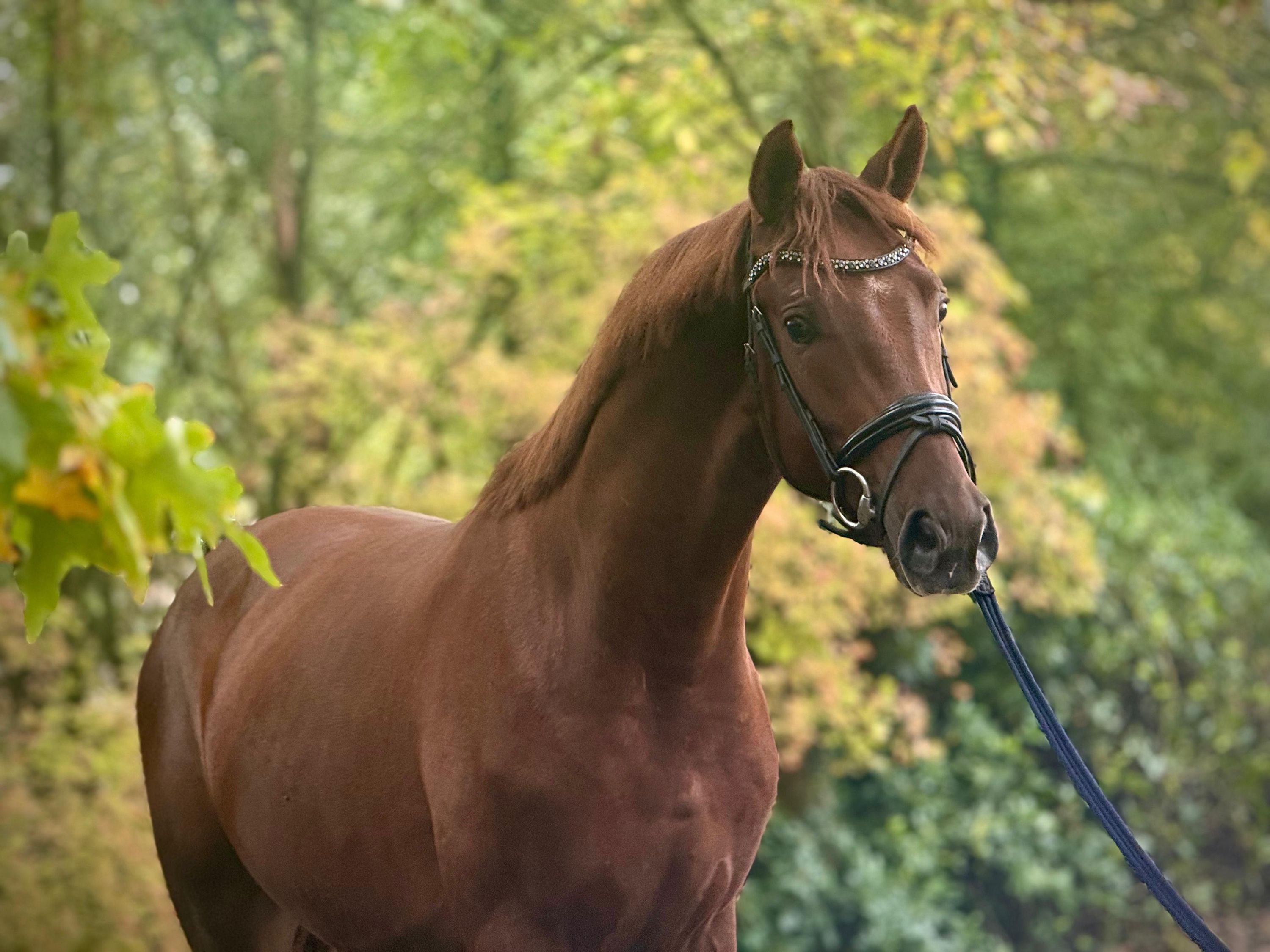 Stoere 2,5 jarige hengst te koop