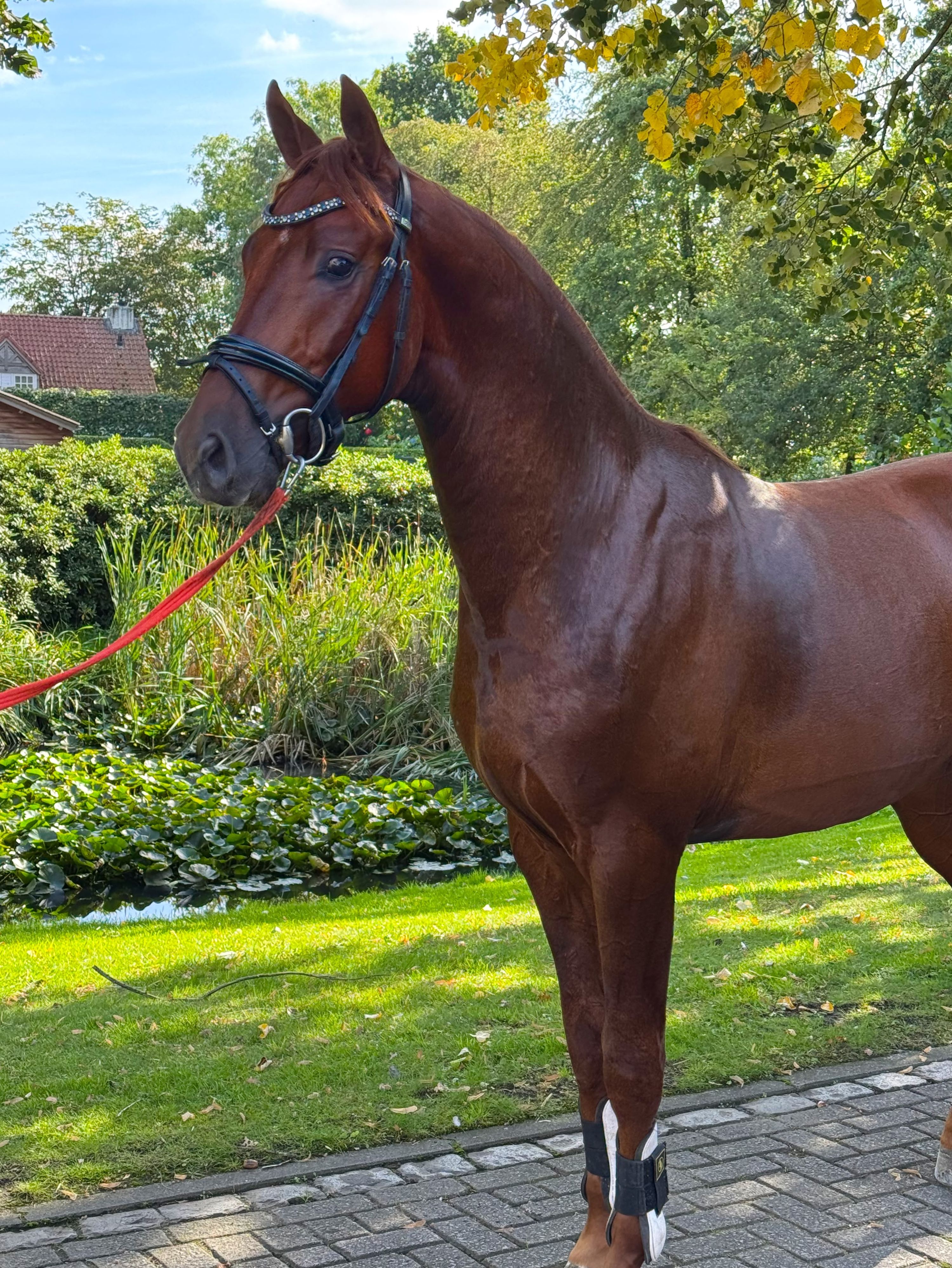 kwpn dressuurpaard hengst 2 år vos til salg - Foto 2