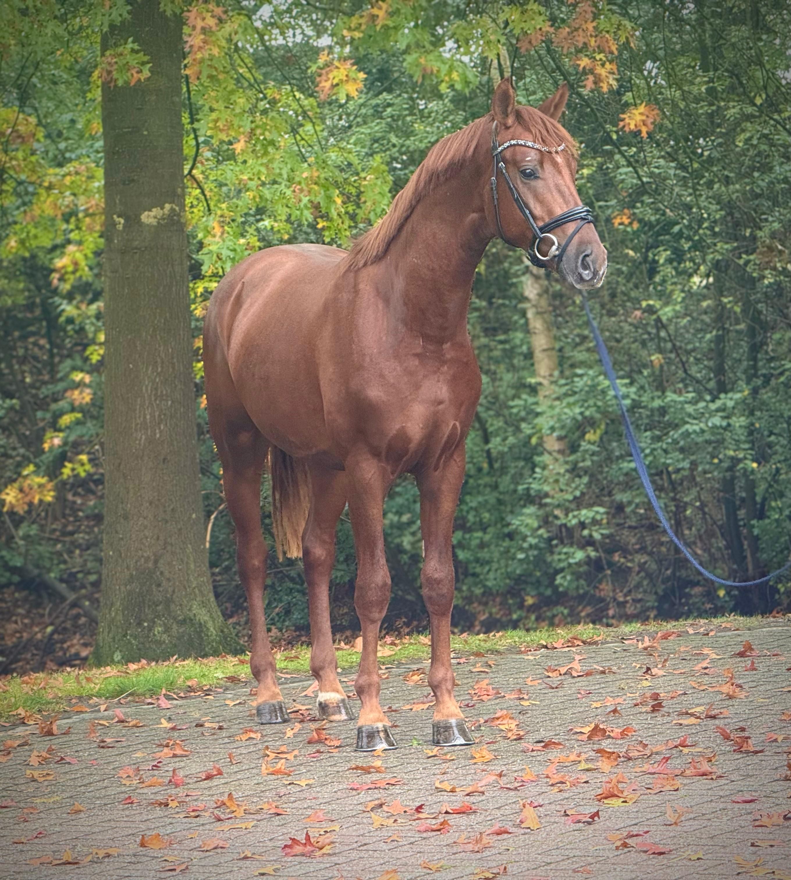 kwpn dressuurpaard hengst 2 år vos til salg - Foto 3