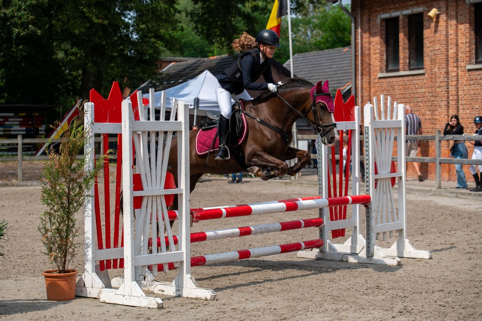 For sale: Very well-behaved all-round D-pony